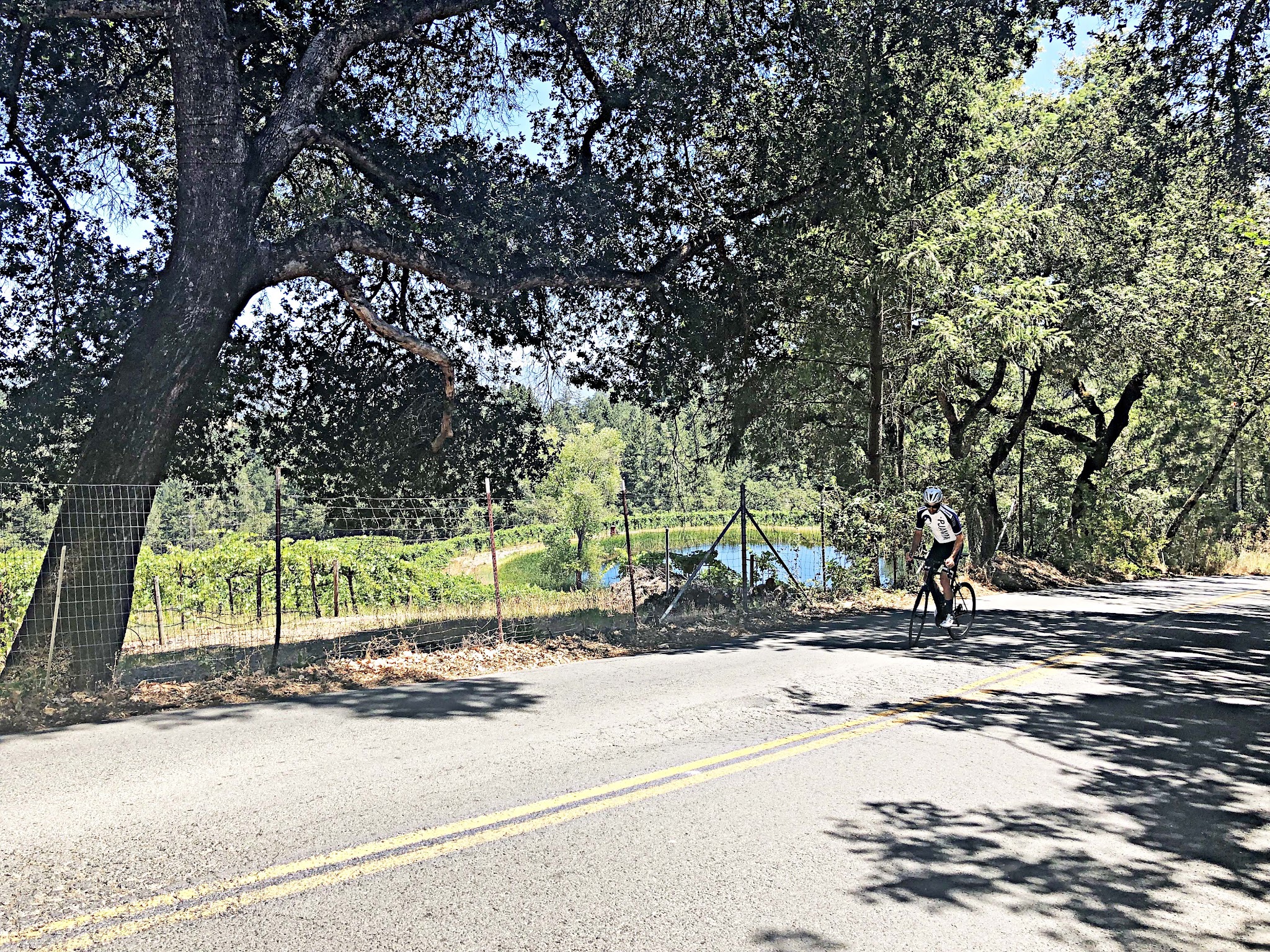 Cycling Spring Mountain Road - PJAMM Tayler Hocket riding bike on road past pond and vineyards