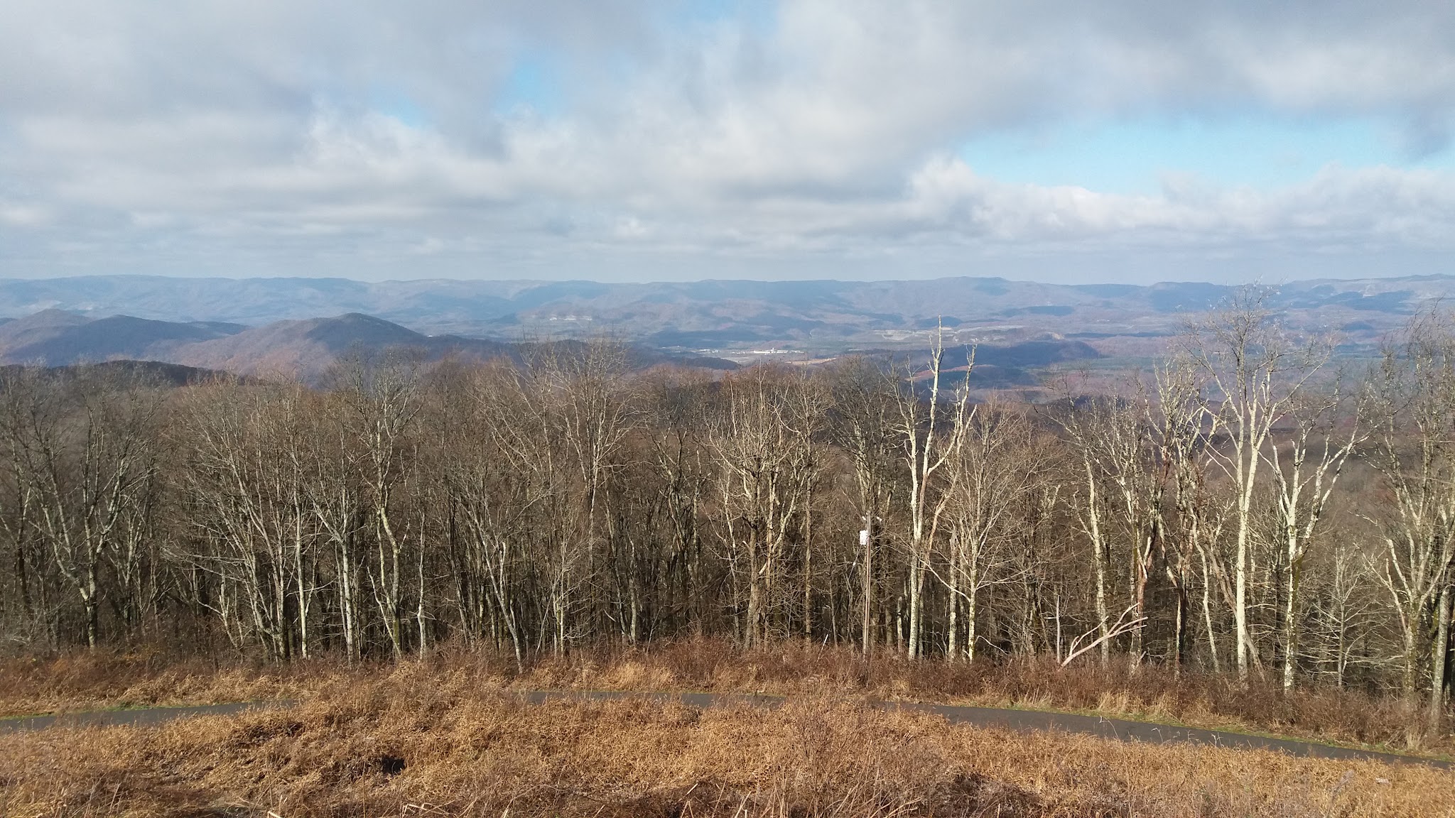 aerial view of twiggy, leafless trees and hillside