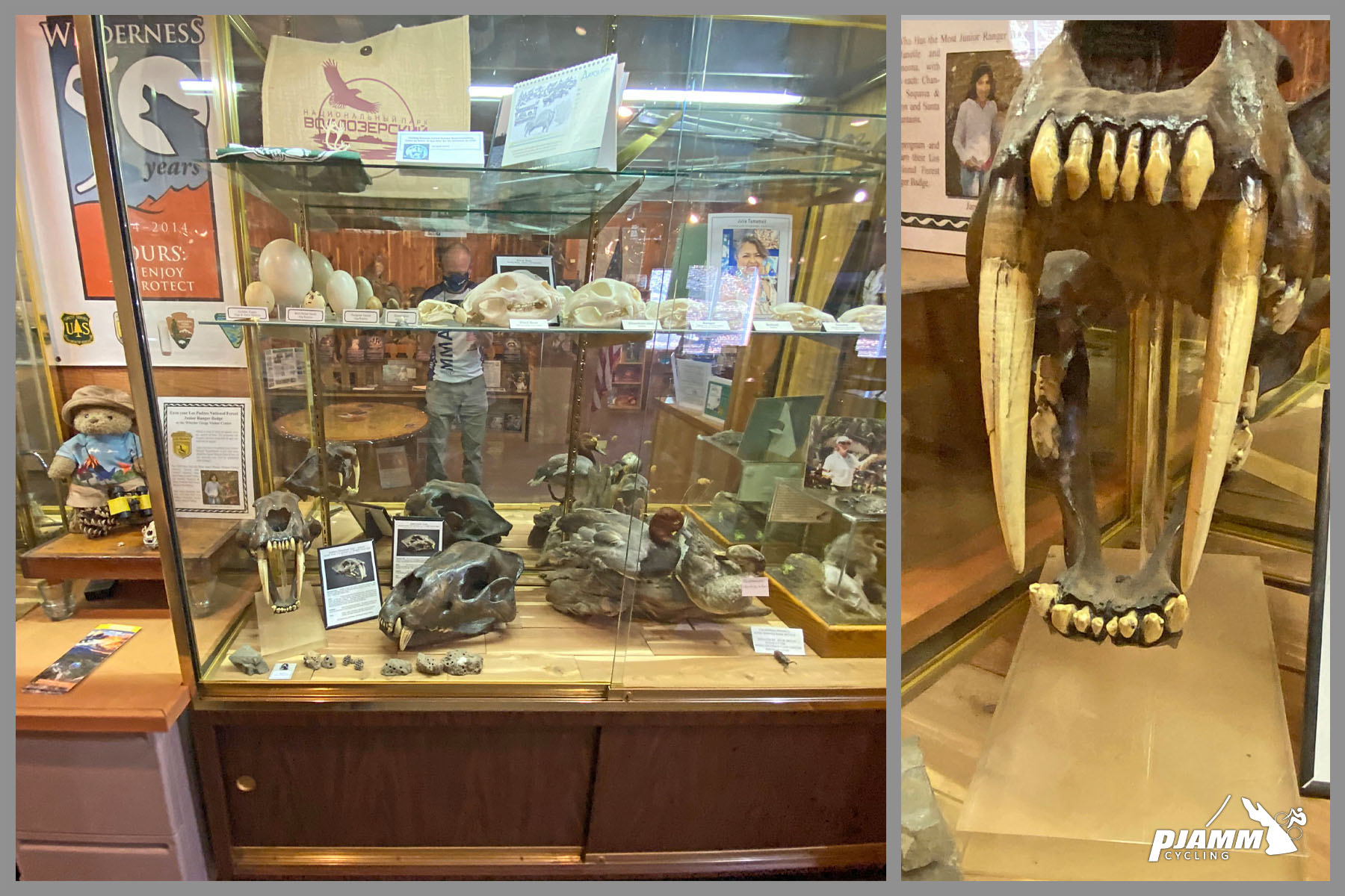 Cycling Highway 33 to Pine Creek Summit - fossil and bone displays at visitor's center