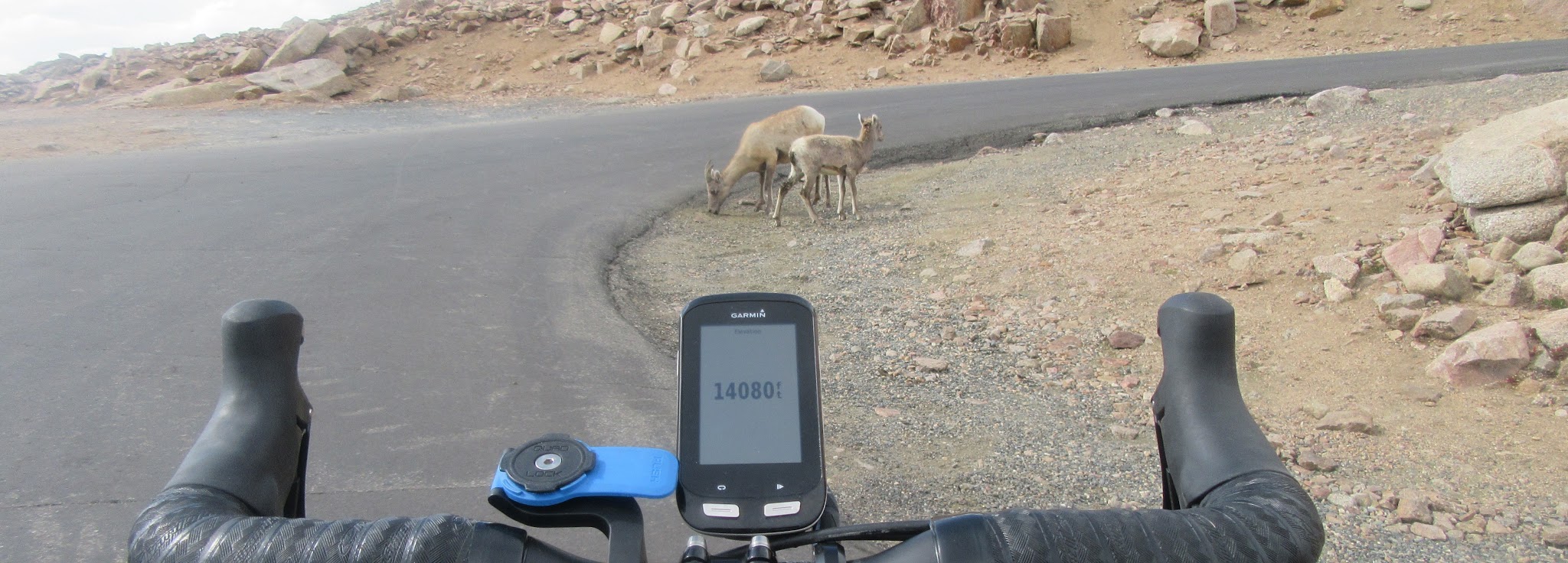 Cycling Highest Colorado bike climb - Mt. Evans - garmin headset, handlebars, elevation 14,080', dear, road