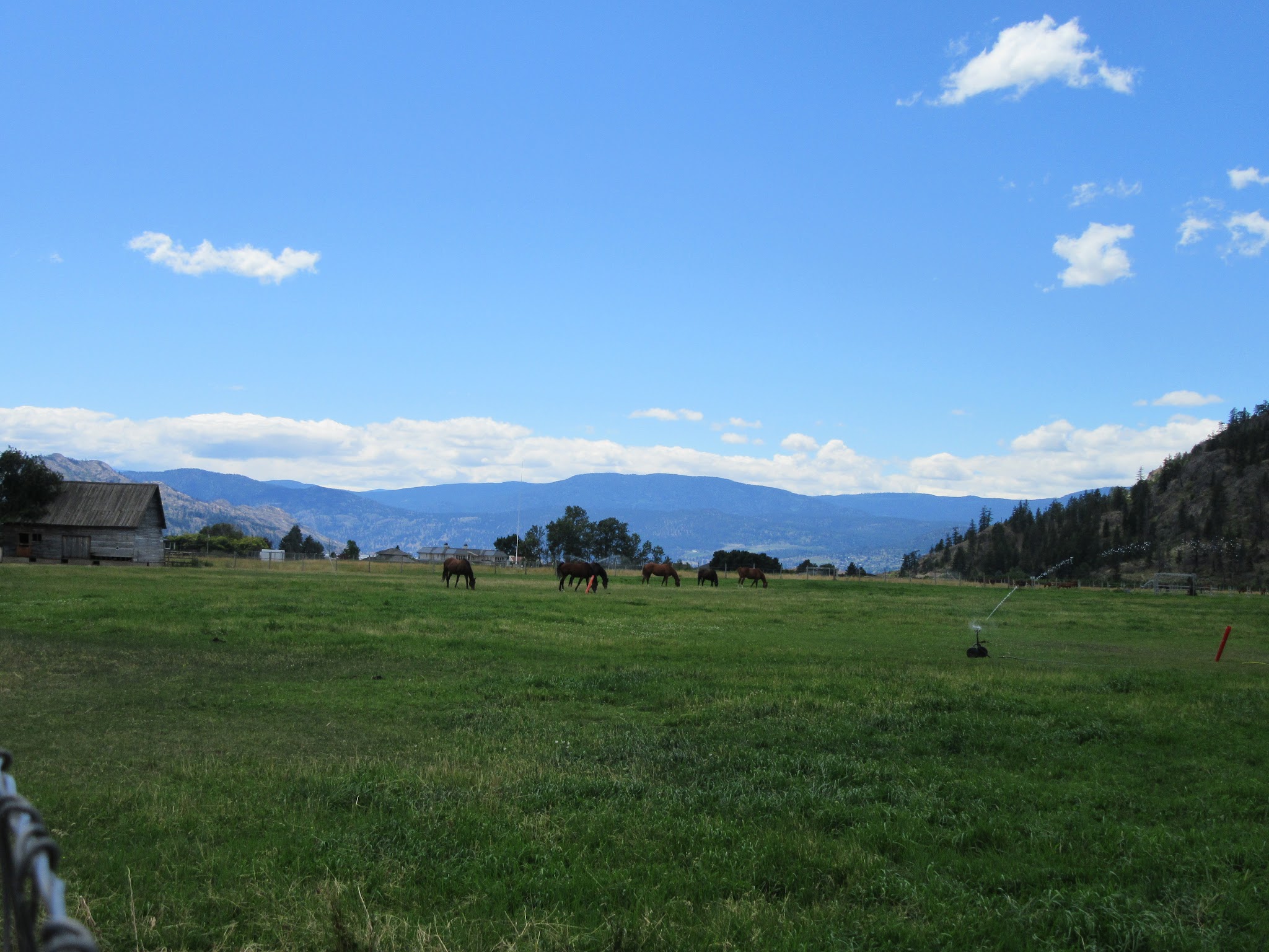 Climbing by bike Crystal Avenue - meadow with cattle