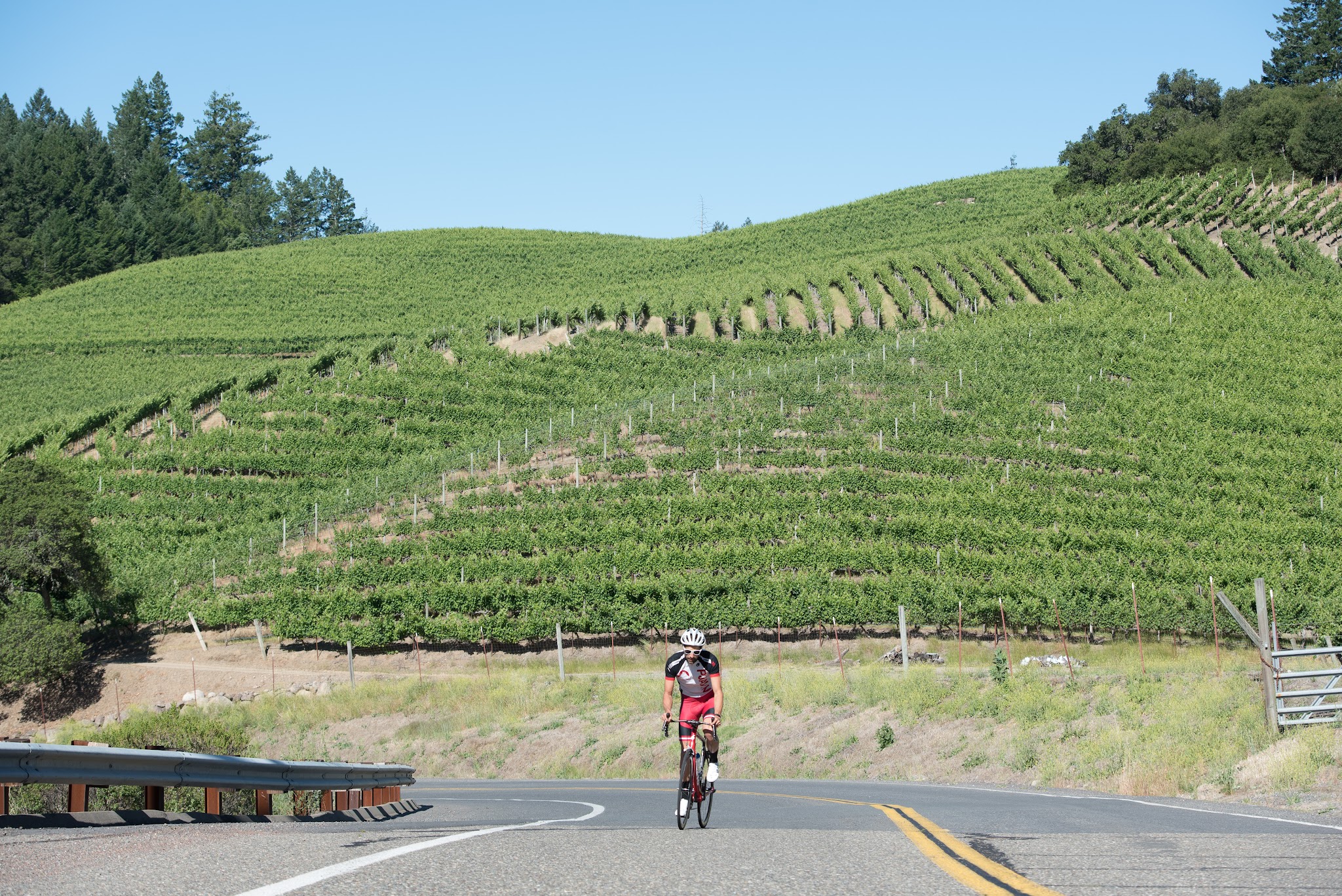 California's most scenic bike climbs California's most scenic bike climbs - Geysers Road - cyclist on bike on road with vineyards as background.