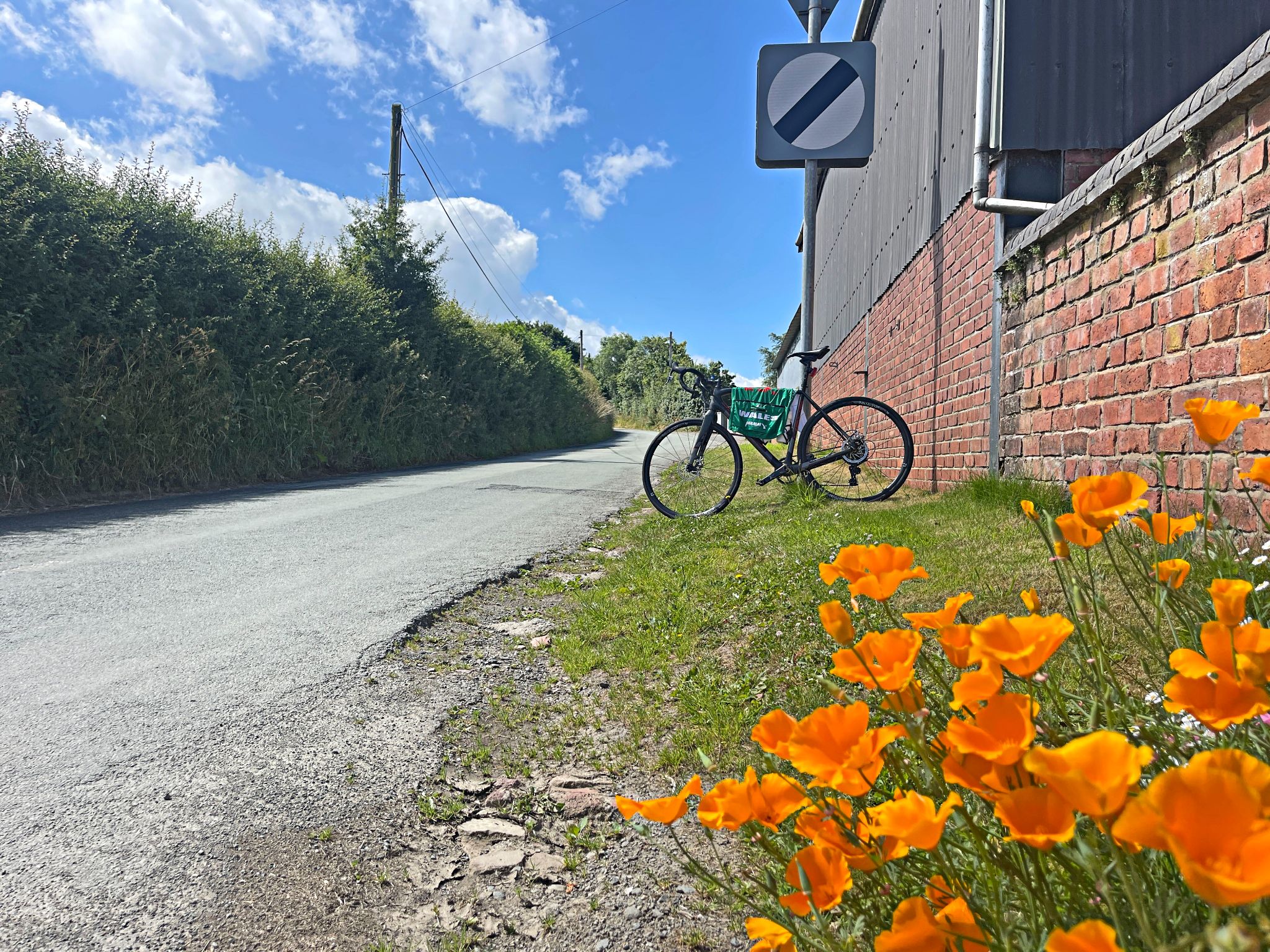 bike parked along roadway next to patch of bright orange California poppies