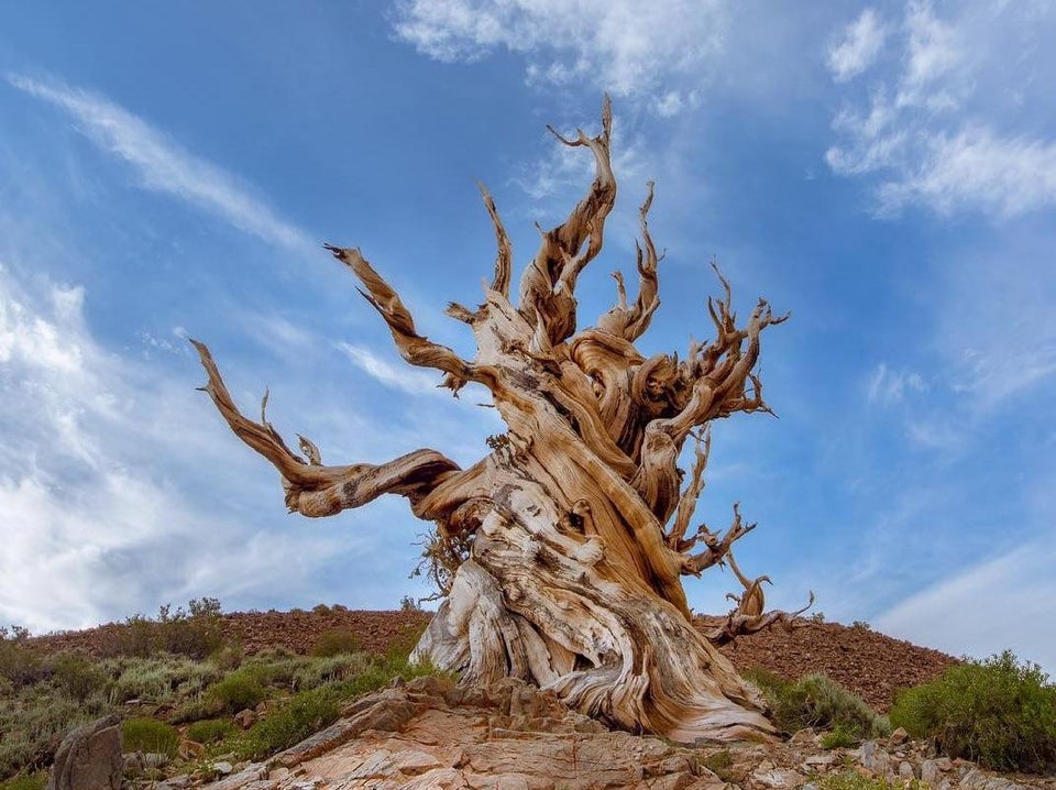 White Mountain Peak from Big Pine, California - Methuselah Tree
