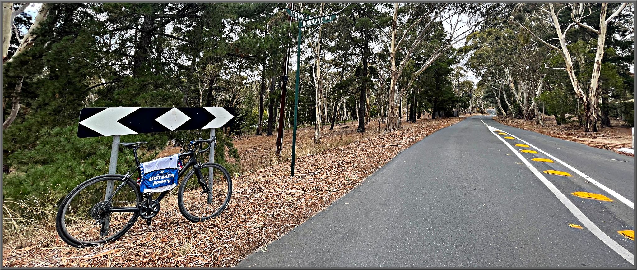 Cycling Coach House Drive and Woodland Way, South Australia bike parked along road side, two-lane roadway shrouded in a tunnel of eucalyptus trees