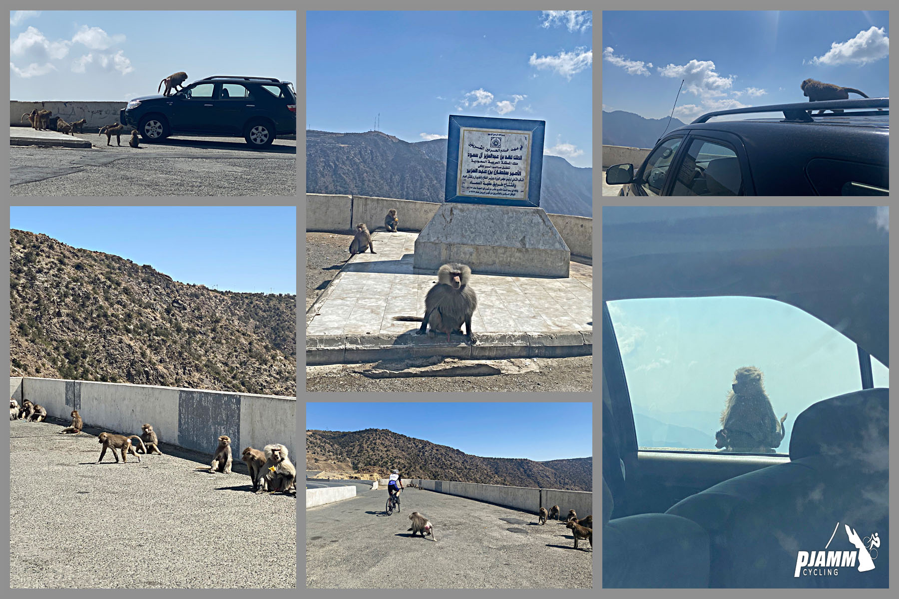 Cycling Mount Souda, Saudi Arabia - photo collage shows baboons climbing on car, on retaining wall, and all around the plaque at the top of the climb, denoting the highest point in Saudi Arabia