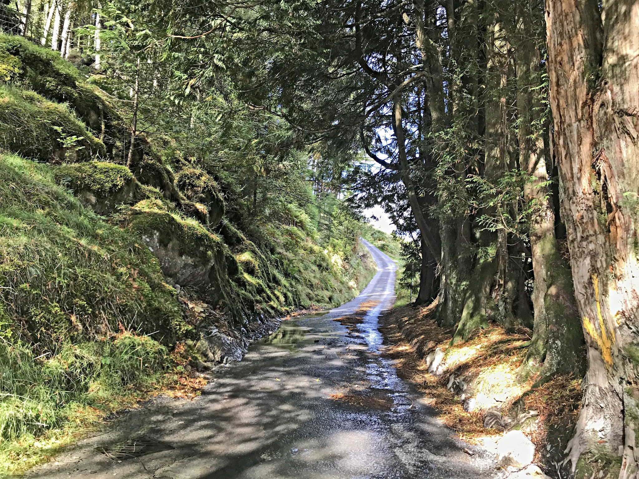 Cycling Devil's Staircase, Wales - extremely narrow, wet, old, one-lane road closely bordered with green hillside on one side and thick trees on the other