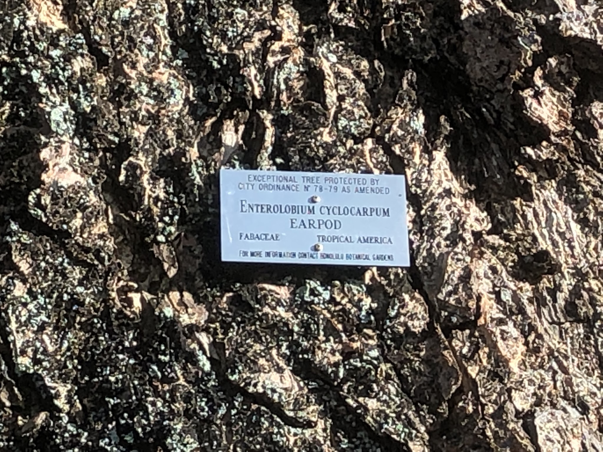 Bicycle ride Tantalus Drive - earpod tree plaque at start of climb