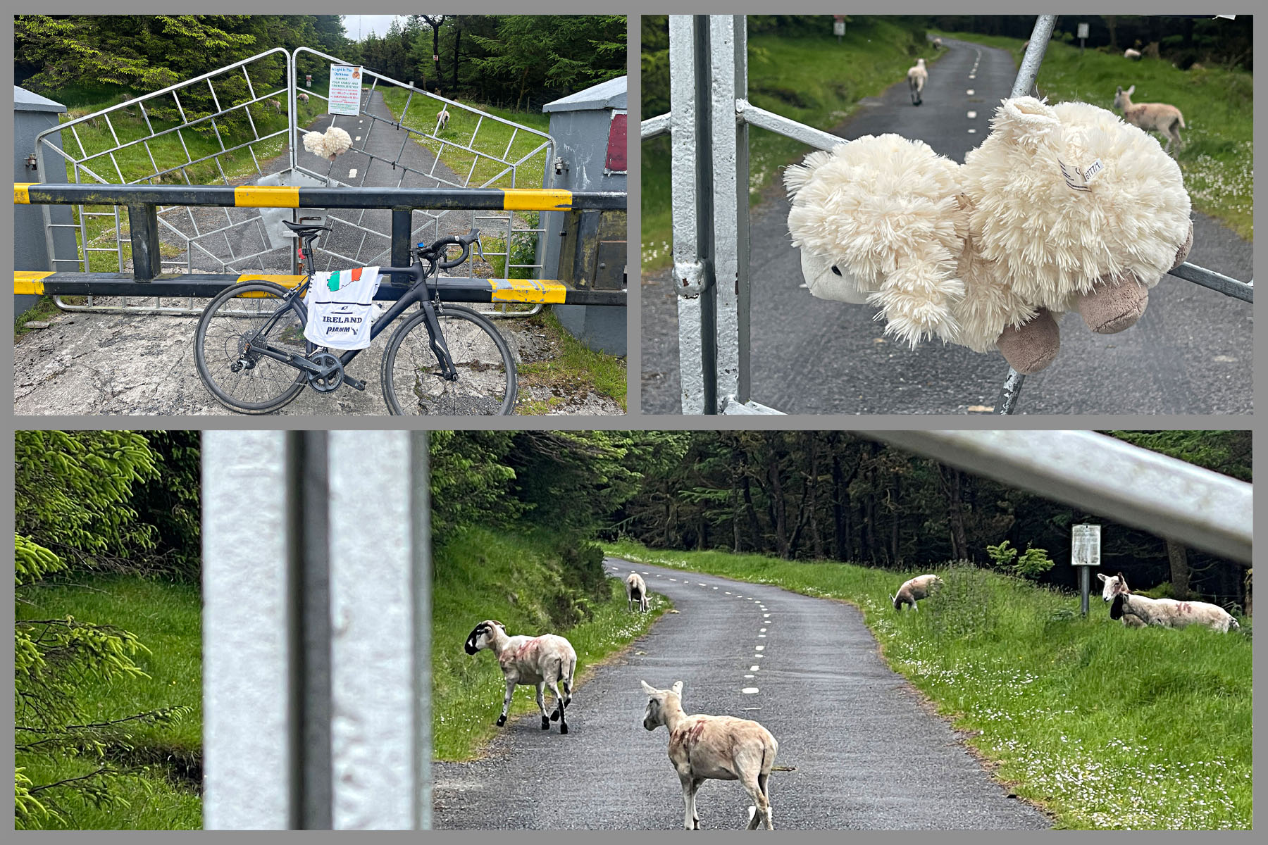 gate across from Nine Stones monument and parking lot; sheep cross the roadway