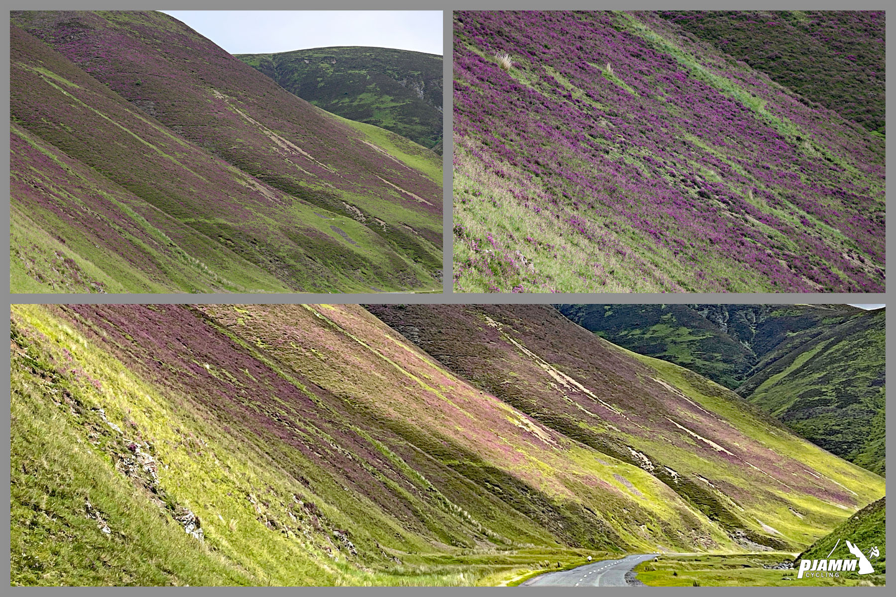 Cycling Mennock Pass, Scotland photo collage shows green hillsides shrouded in purple heather
