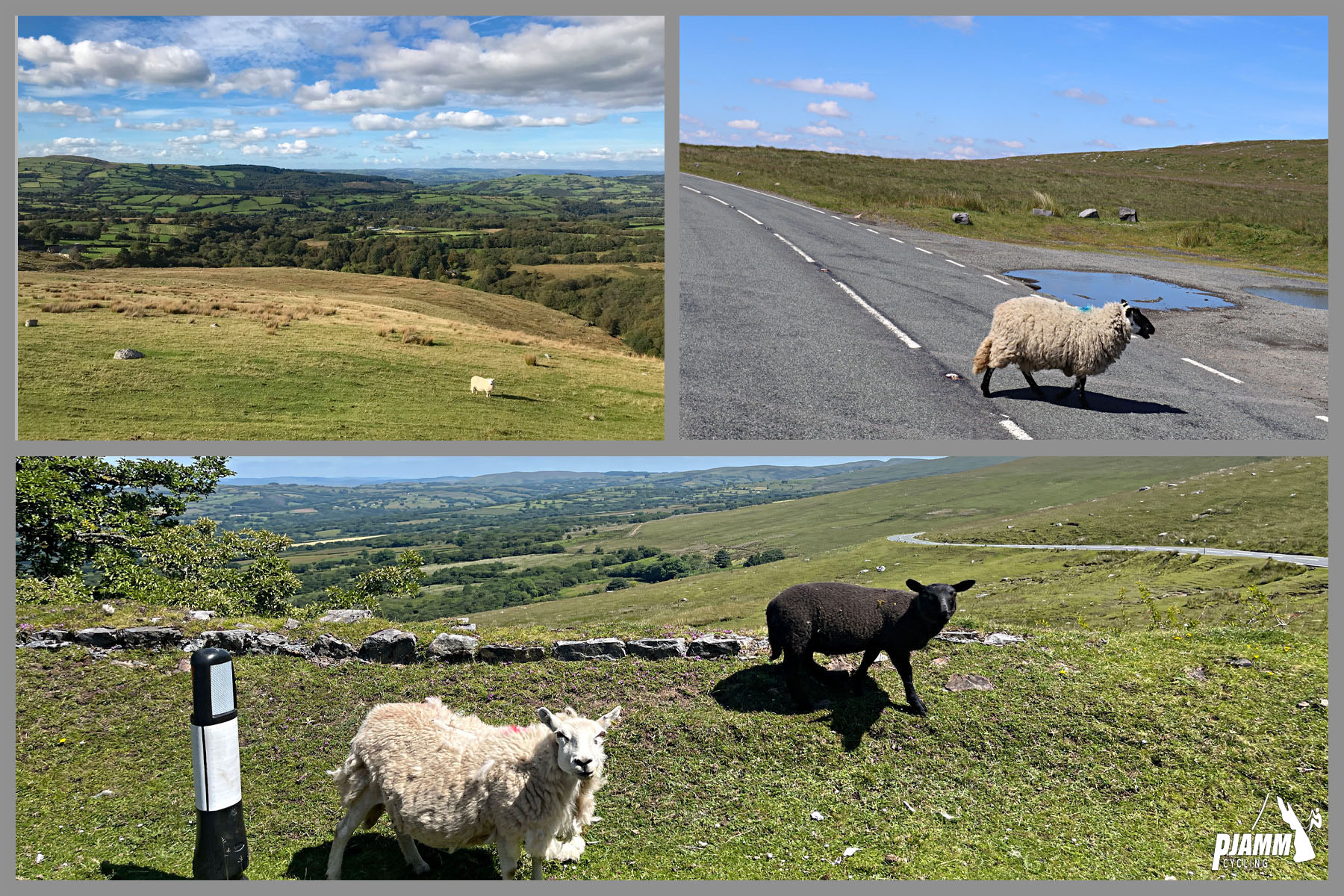 views along the climb include grazing sheep and sheep crossing the roads