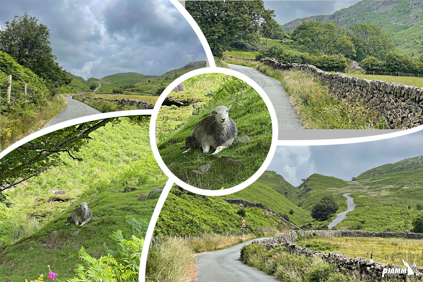 photo collage shows lush green pastureland; sheep; old stone walls