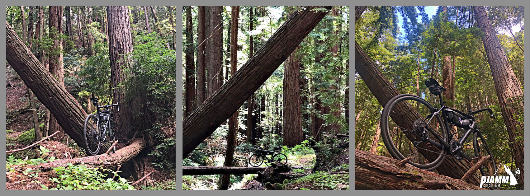 Cycling Tunitas Creek Road - bike posed on top of a fallen redwood log running across a creek bed, second log leaning across the creek bed, dense redwood forest coverage  