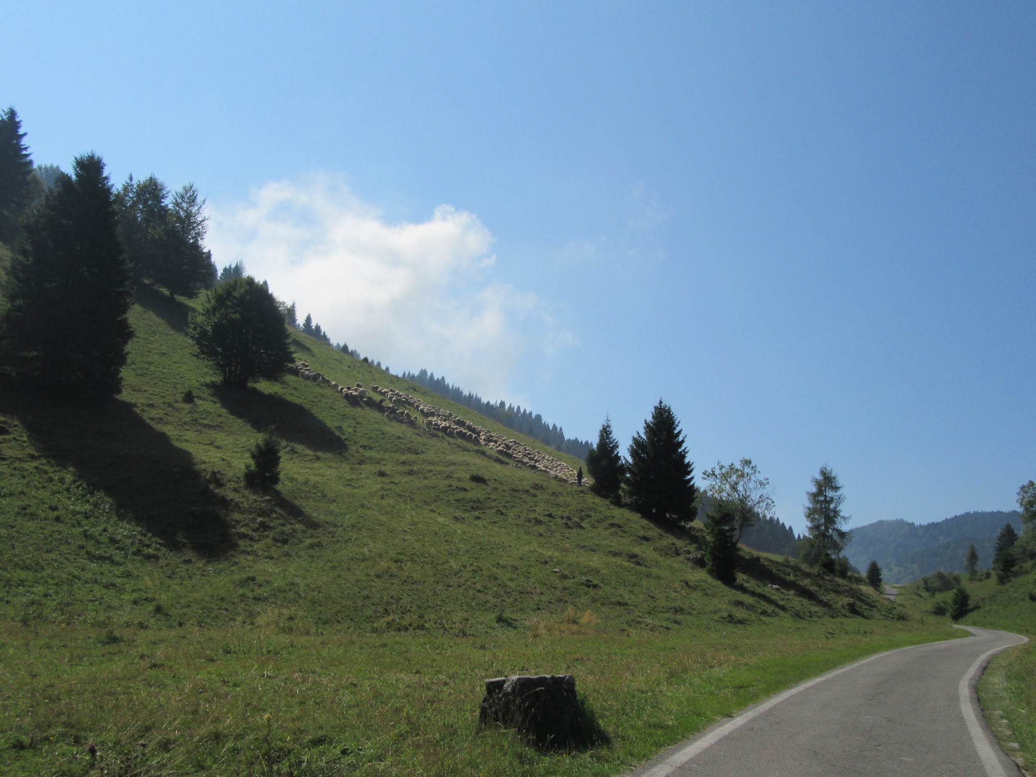 Climbing Monte Grappa from Possagno  by bike - grazing sheep near road