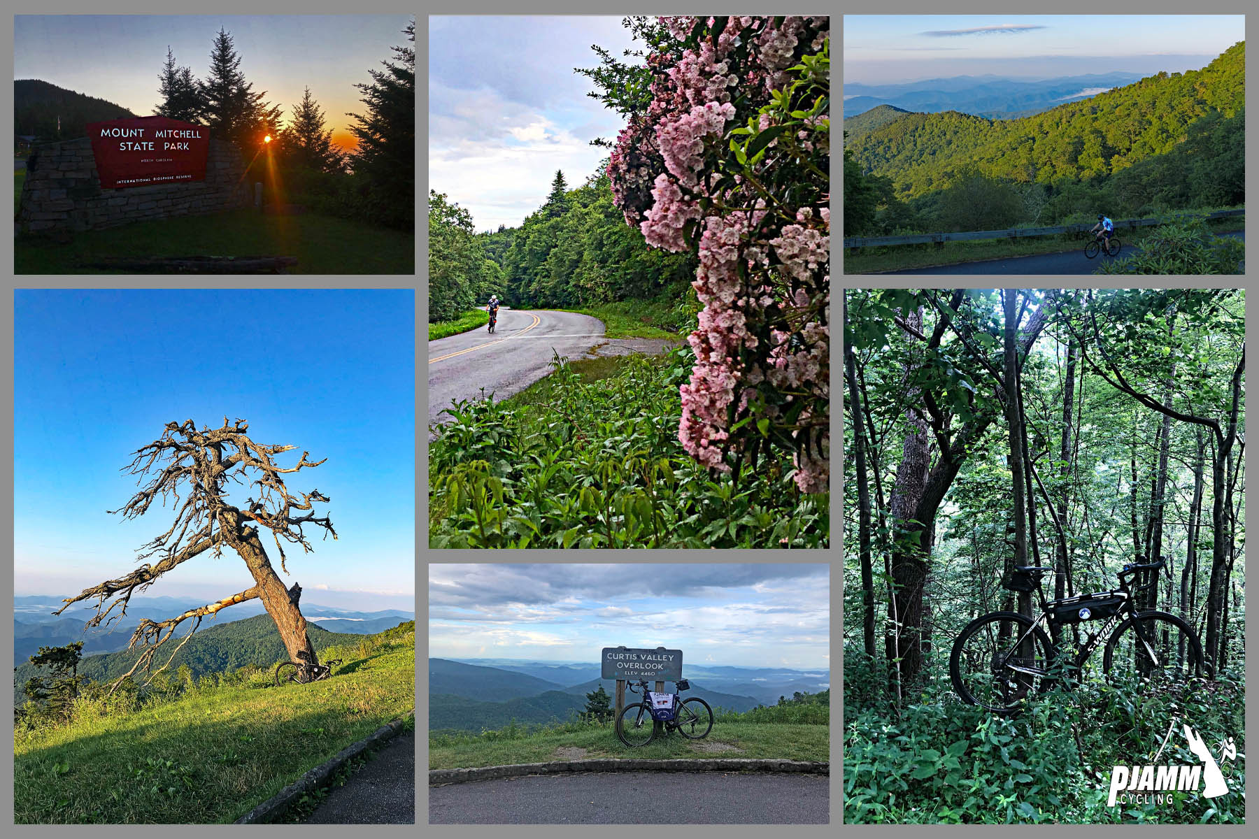 Climbing Mt. Mitchell by bike - photo collage, Mt. Mitchell State Park sign at sunset, pine trees with setting sun shining through, pink blossoms along roadside with cyclist and green foliage, mountainside covered in lush greenery, large barren tree on mountainside with green pastureland around it, Curtis Valley Overlook sign with PJAMM cycling jersey draped over bike, lush forestland with bicycle leaning against tree