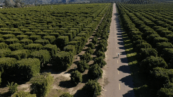 Drone photo of Nate Harrison Grade and orange groves