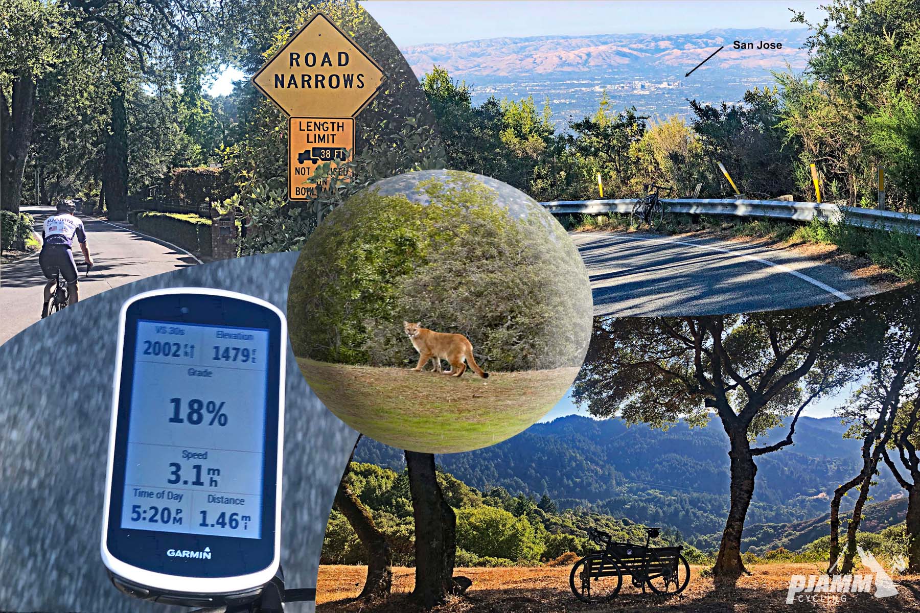 Cycling Bohlman Road, Saratoga, California - photo collage, PJAMM Cycling logo in corner, cyclist riding on smooth narrow roadway next to road sign noting that the Road Narrows, view looking downhill with San Jose in background, bike parked against a bench under large oak trees in valley, looking toward the tree-covered hillsides, Garmin device showing 18% grade, mountain lion looking over shoulder toward camera