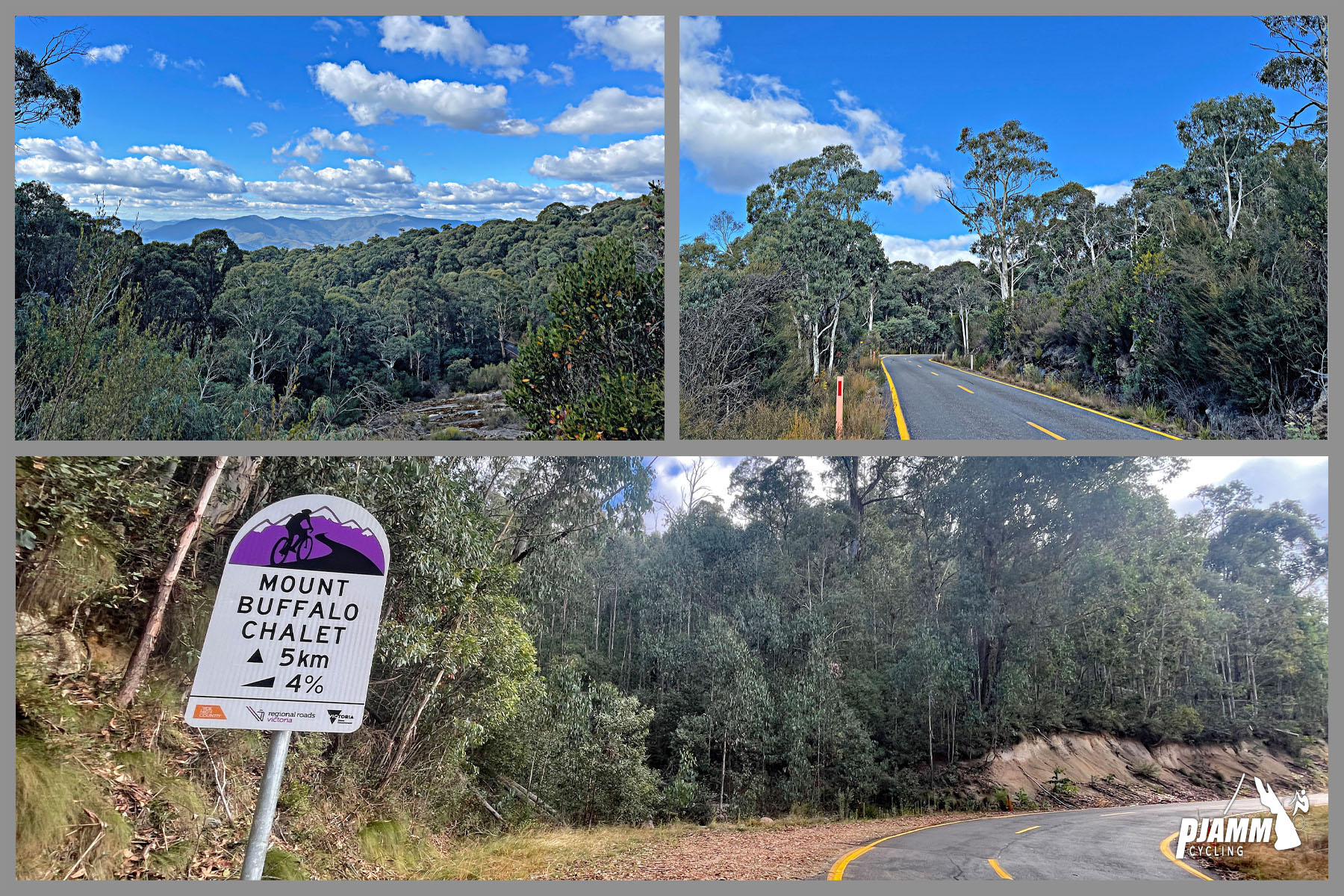 eucalyptus-lined roadways