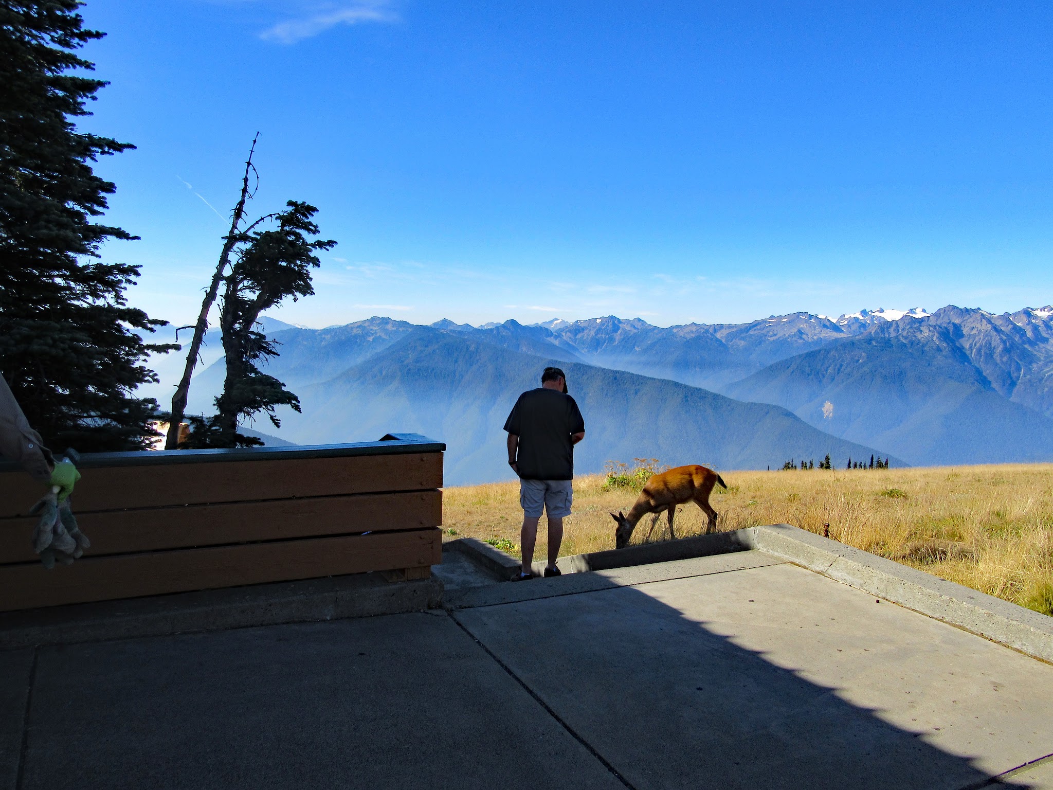 Deer at Hurricane Ridge Visitor Center