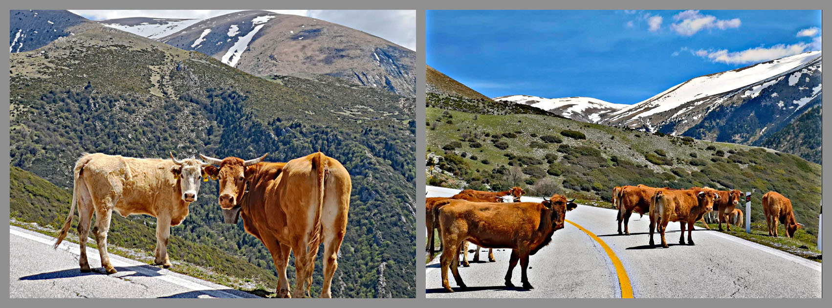 Cycling Mount Olympus, Greece - cows stand on roadway along side of Mount Olympus, looking at camera