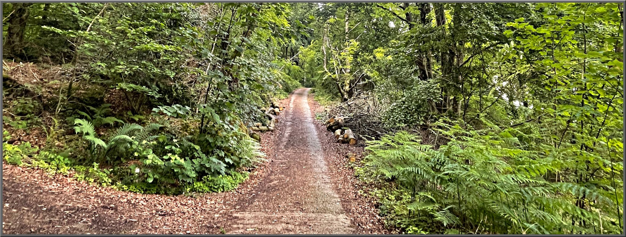 narrow, forest debris covered road that looks more like a trail