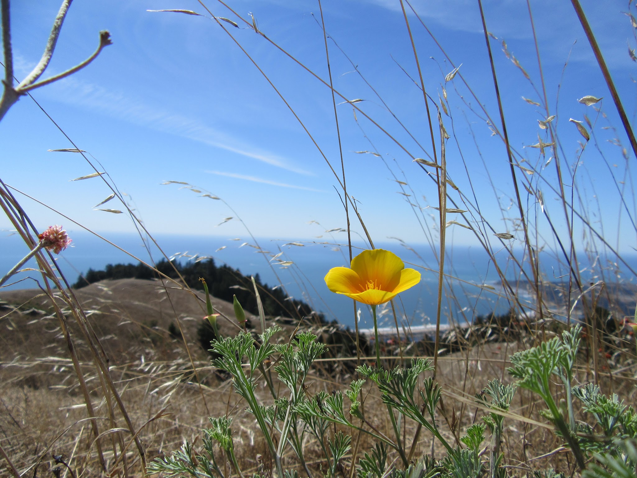 Mt. Tamalpais from Fairfax Bolinas Road Bicycle ride Mt. Tamalpais from Fairfax Bolinas Road - poppy and ocean