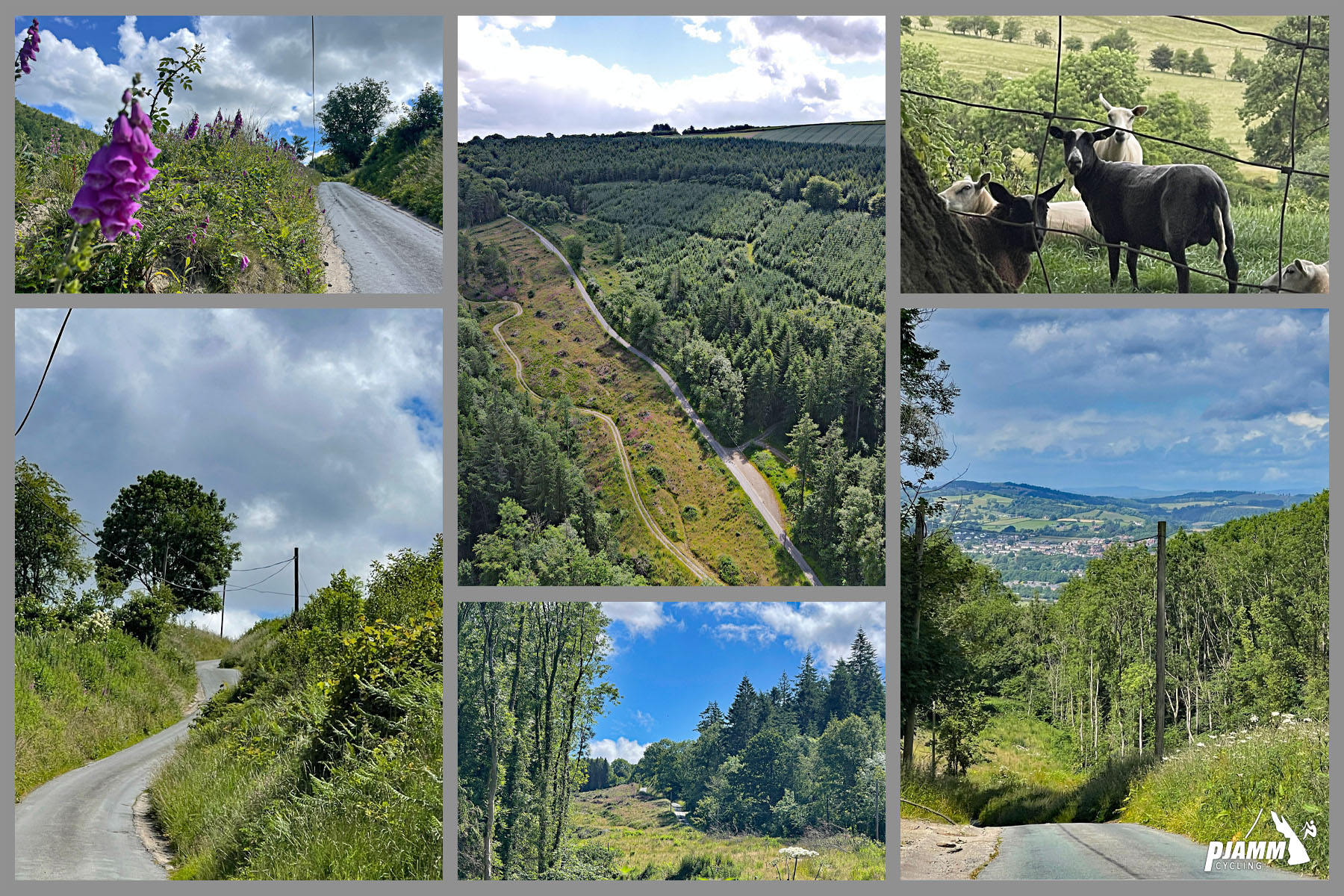 photo collage shows pink foxgloves on side of road, dense trees, greenery, and sheep