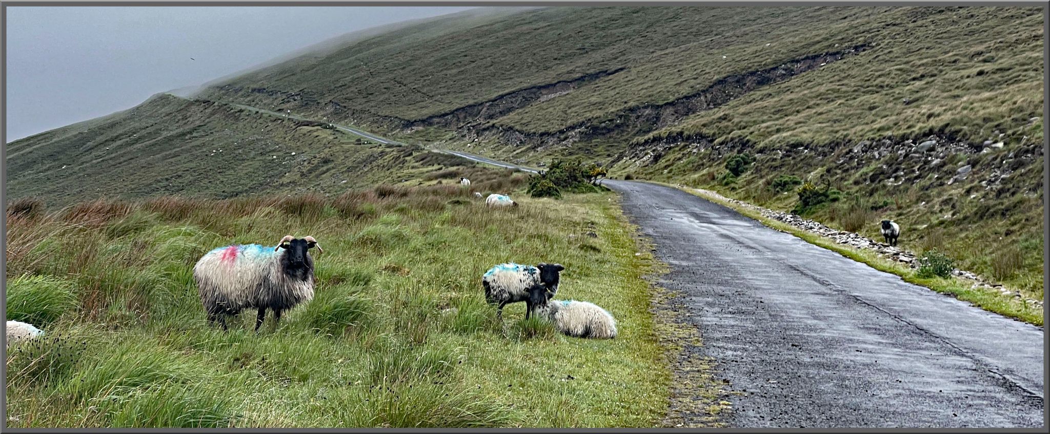 overcast day, sheep graze and lay in grass on roadside