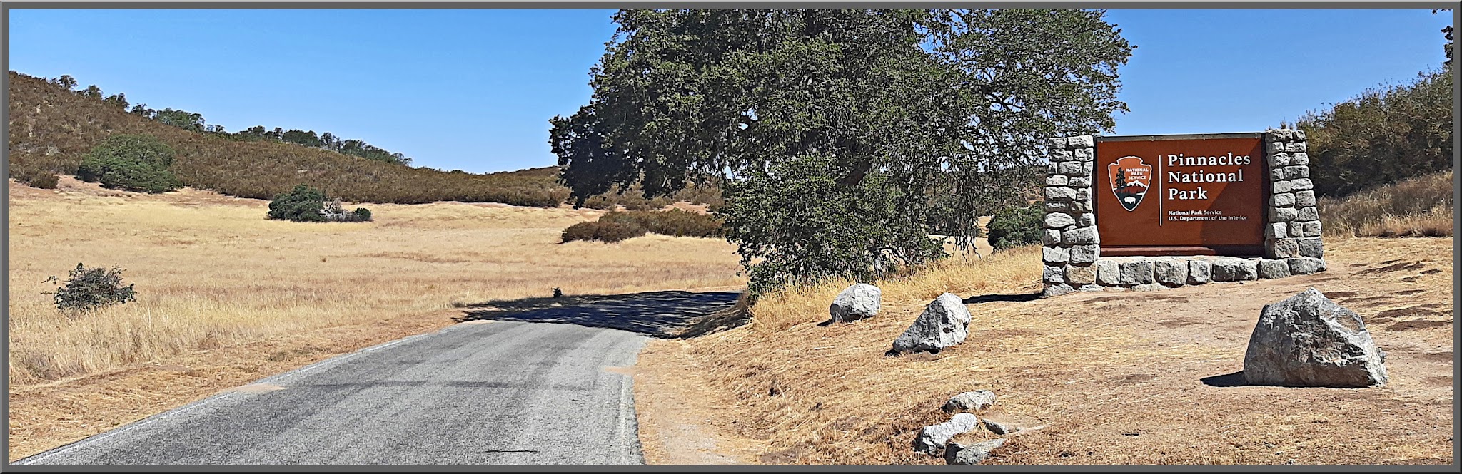 Cycling Pinnacles National Park, California - one-lane road surrounded by brown grass, large oak tree next to National Parks Service sign for Pinnacles National Park 