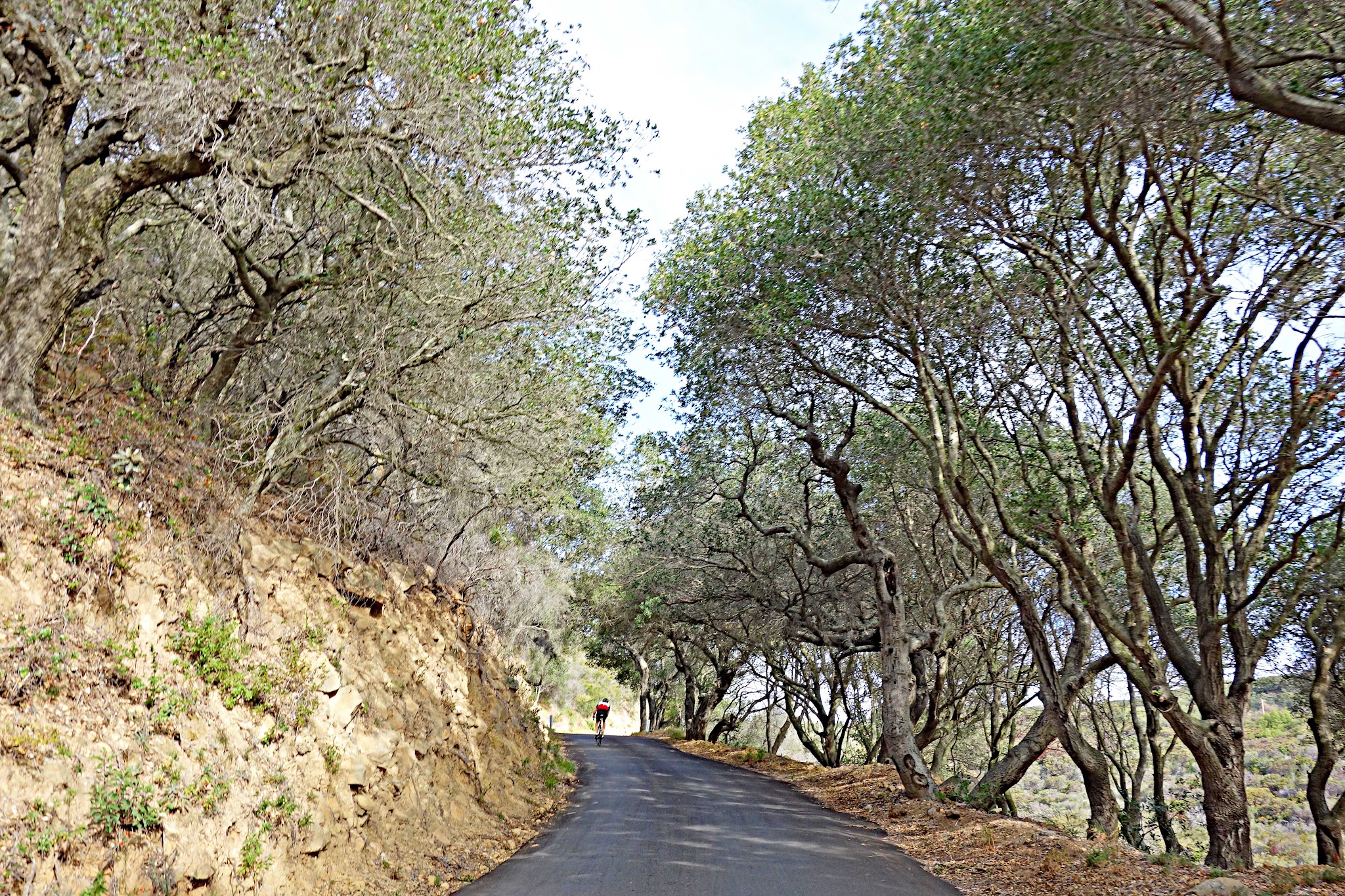 Climbing Refugio Road by bike - pjamm cyclist on bike riding on road under tree cover