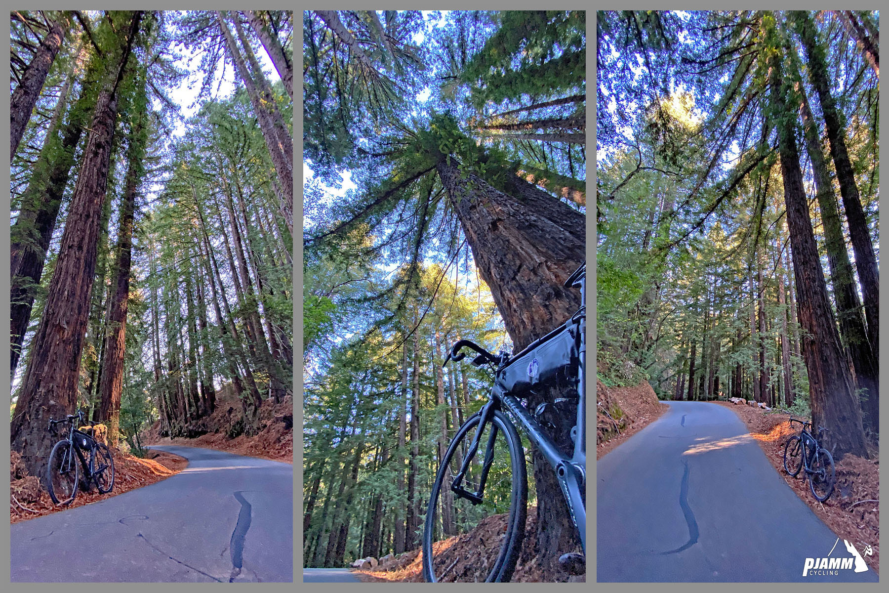 Cycling Old La Honda Road, California - road lined and covered by very tall coastal redwood trees, bike parked at base of one redwood tree on roadside