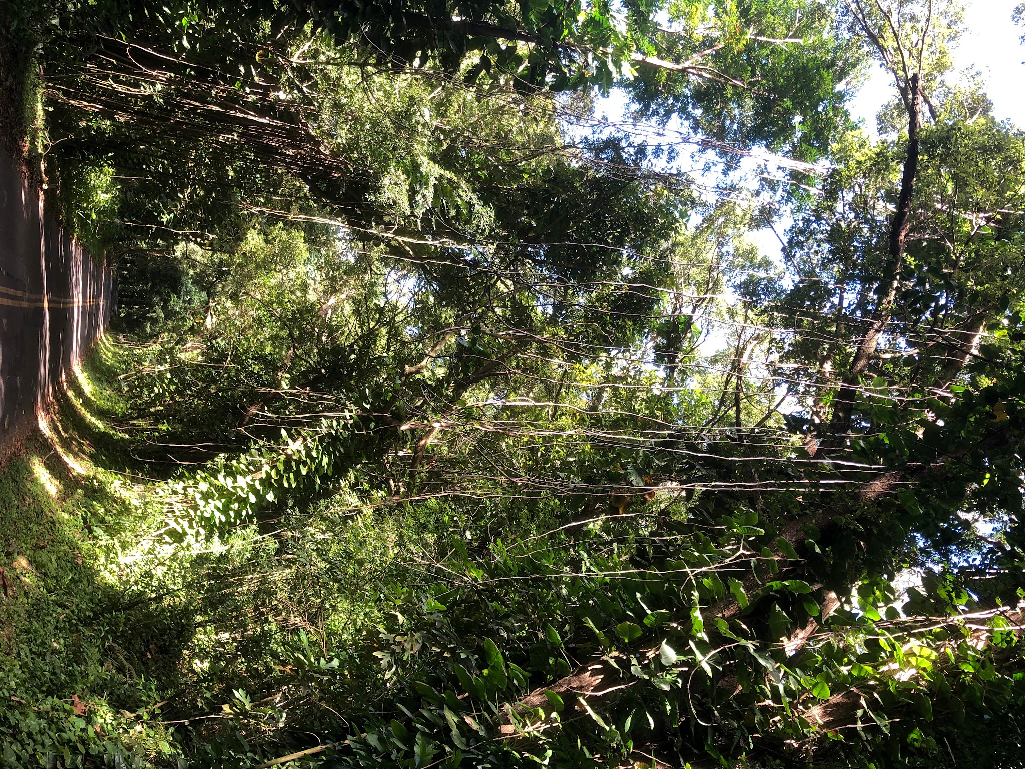 Bicycle climb Tantalus Drive - roadway and tree tunnel 