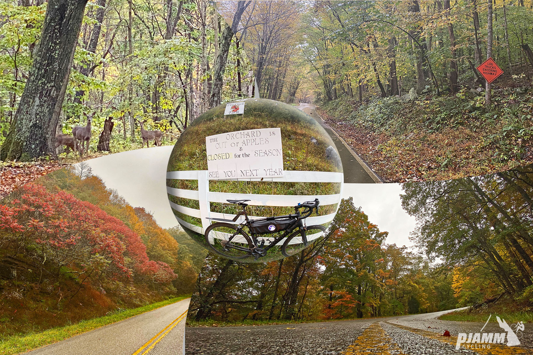 photo collage, deer peek out of dense forest, bright fall foliage along roadside, bike parked against white fence on roadside, PJAMM Cycling logo in corner
