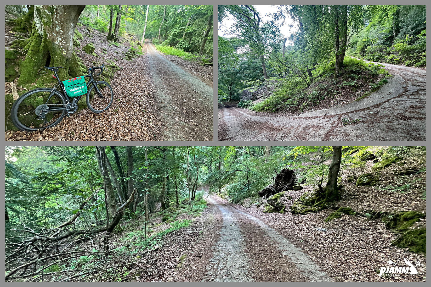 forest debris covered roadway, switchbacks