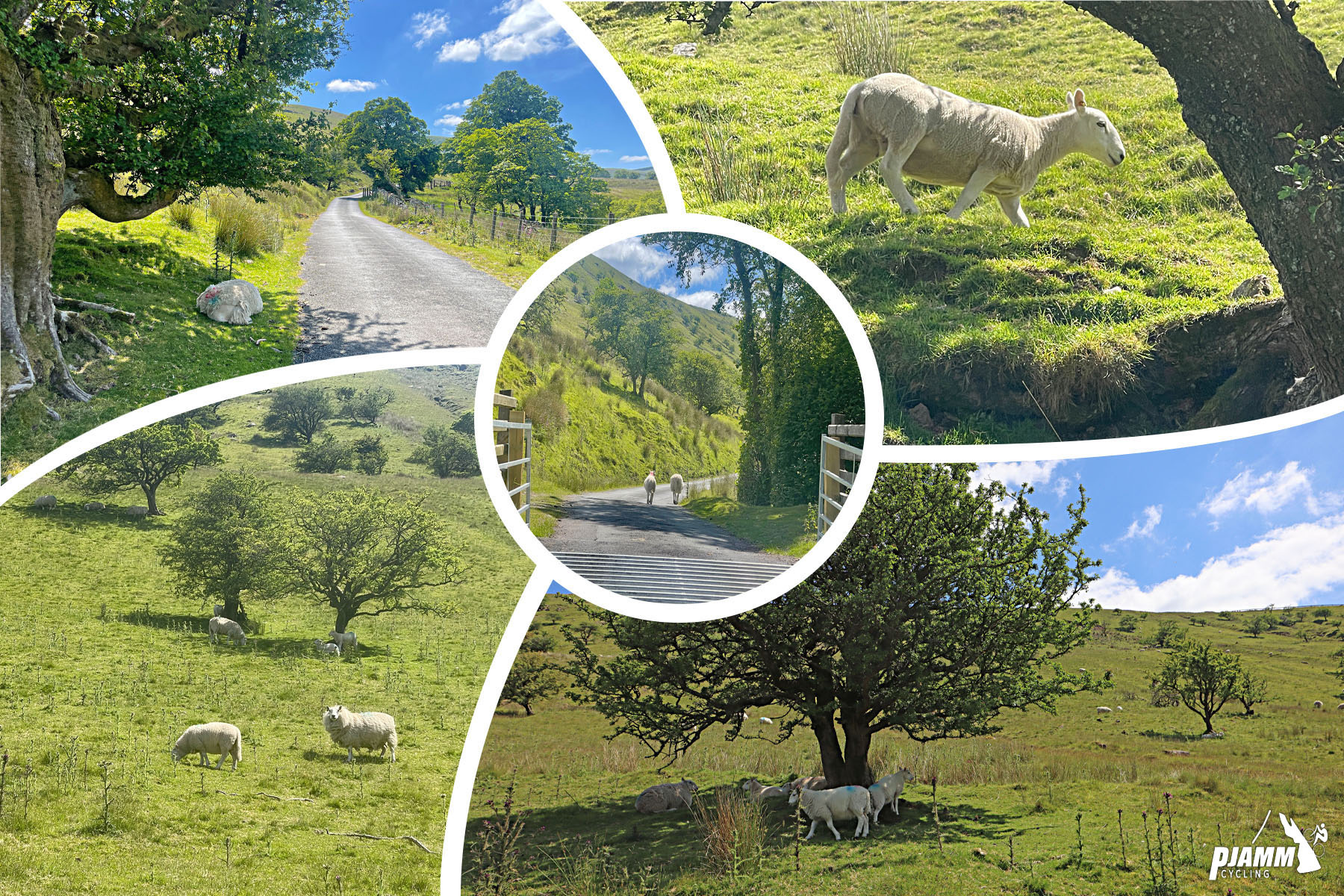 photo collage shows sheep grazing in pastures