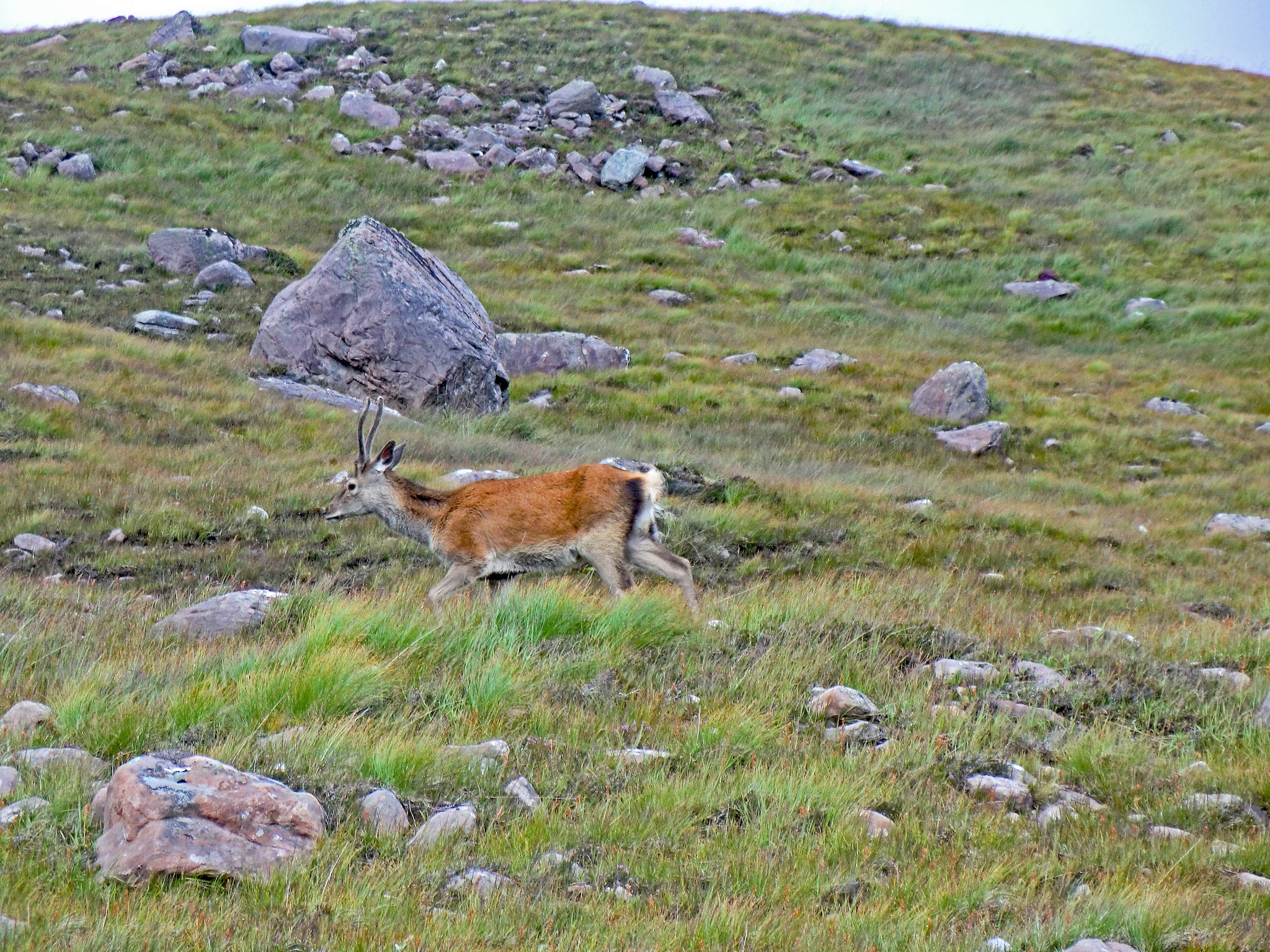 red deer