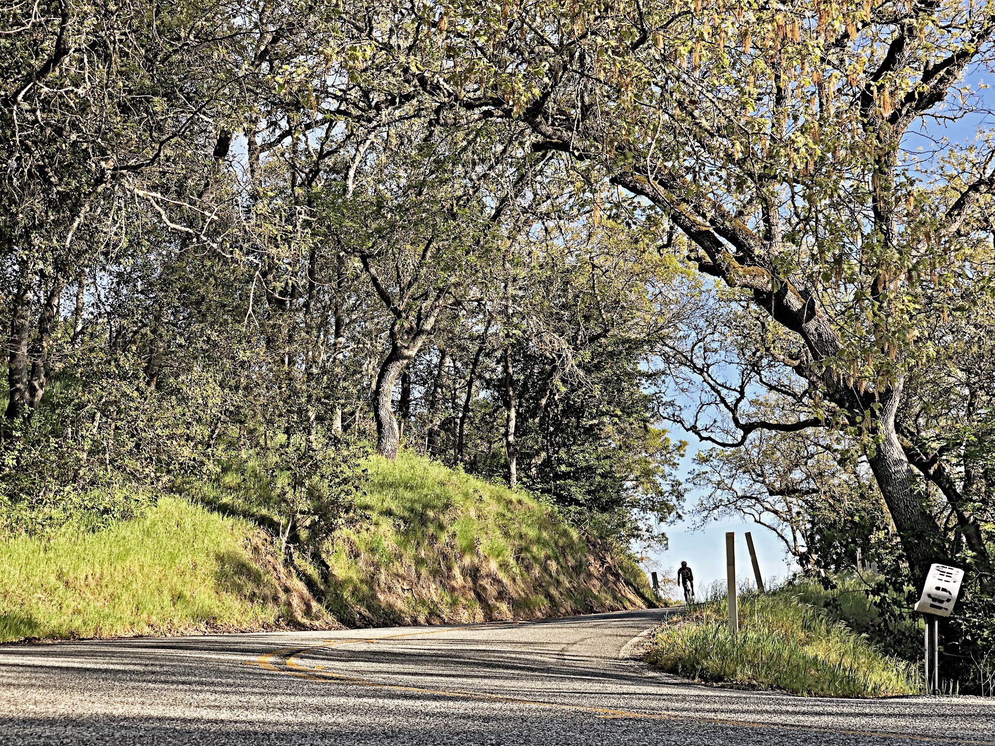Mt. Hamilton West Bicycle ride Mt. Hamilton - cyclist descending through trees