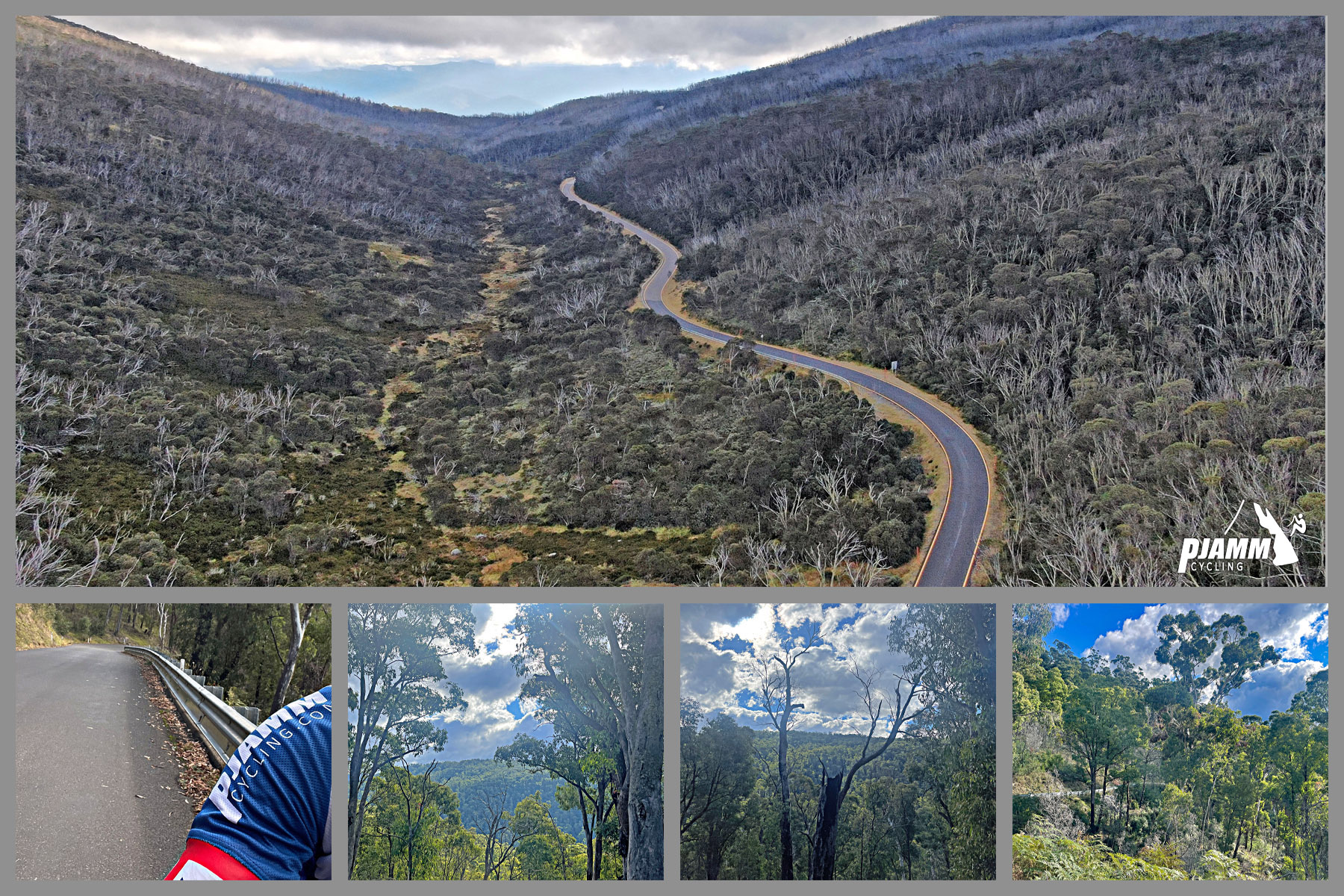 panoramic photo shows roadway snaking through valley filled with burned trees