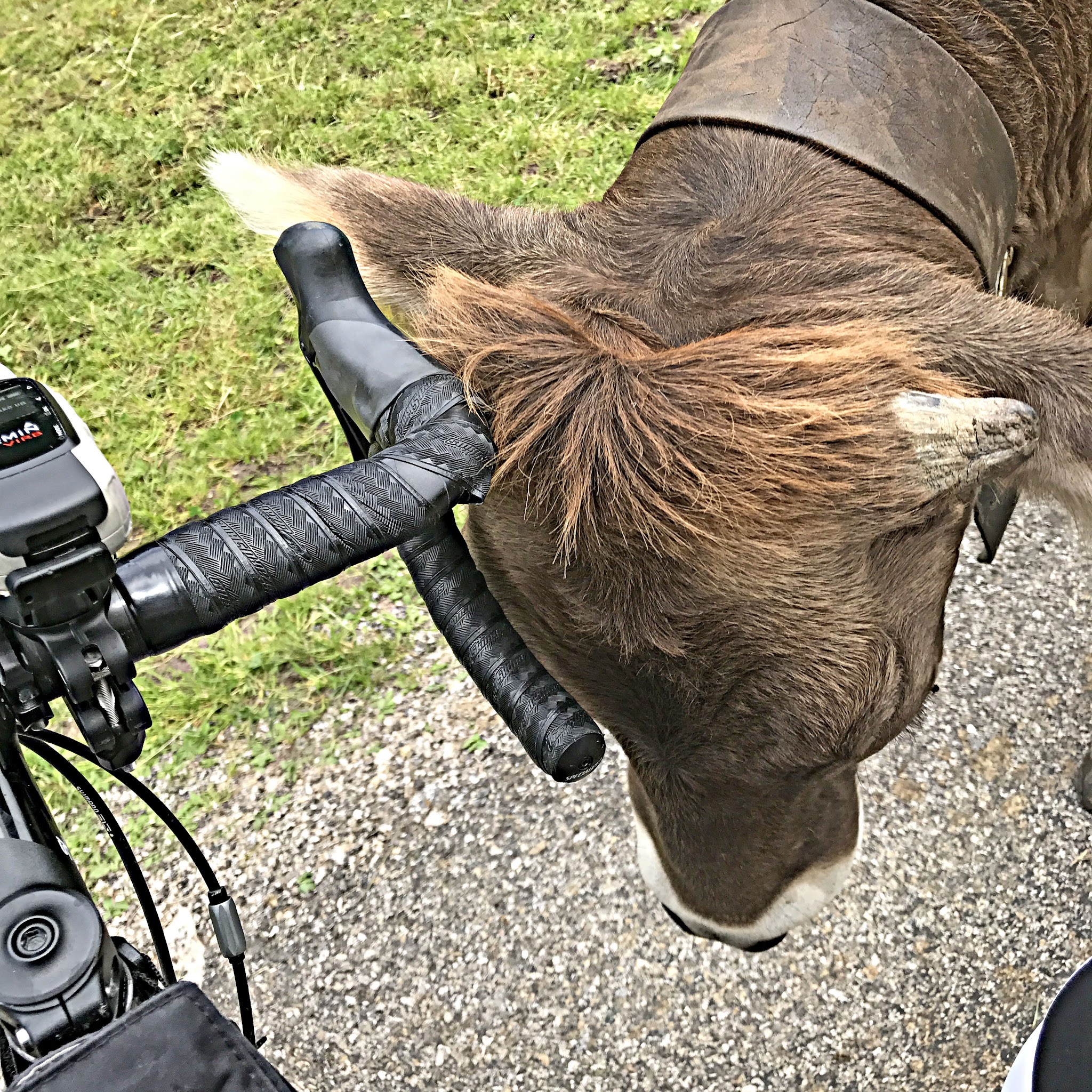 Bicycling Nebelhorn - cow rubbing head on bike handlebars