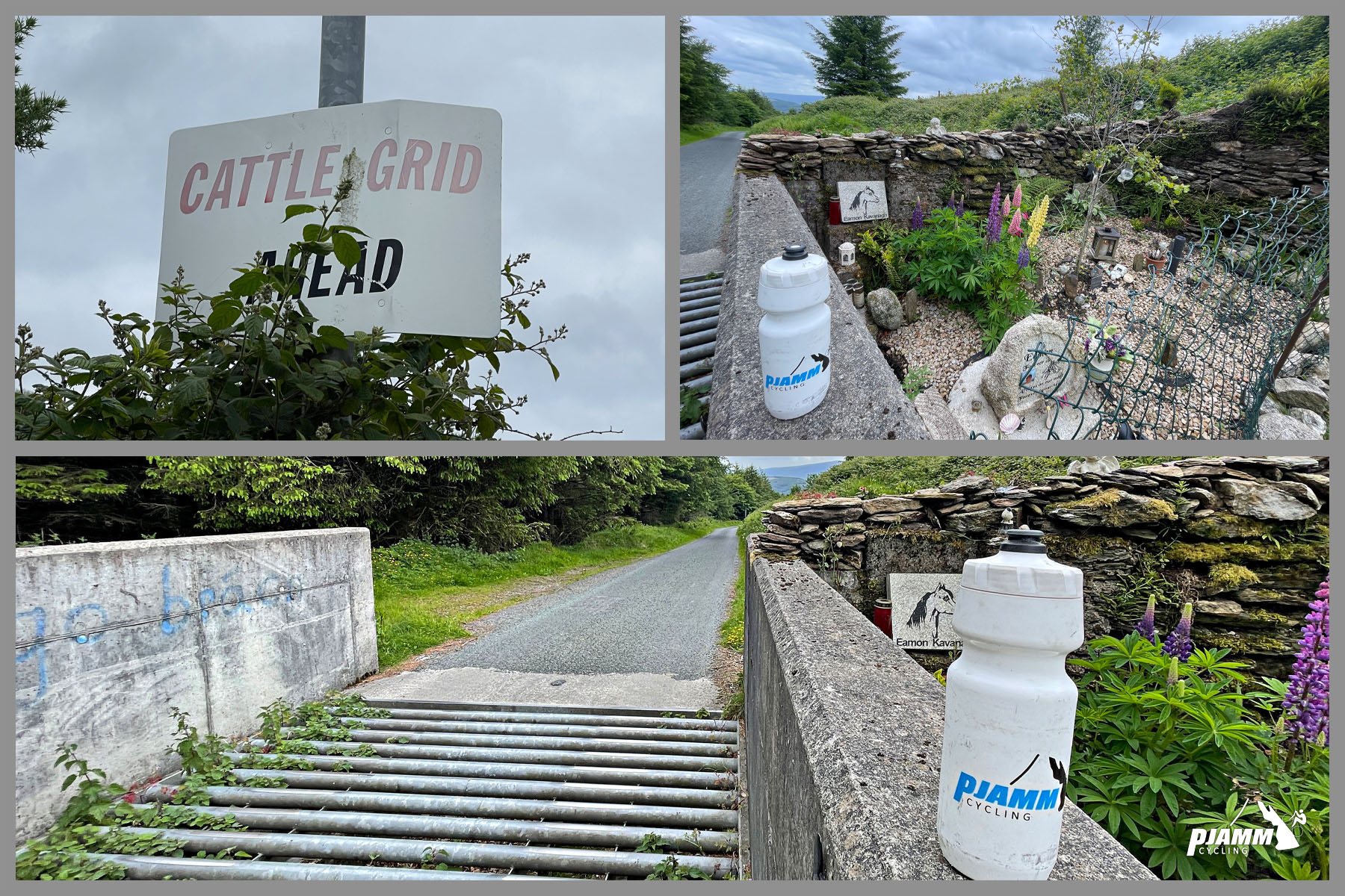 cattle guard, old sign for cattle guard, colorful wildflowers