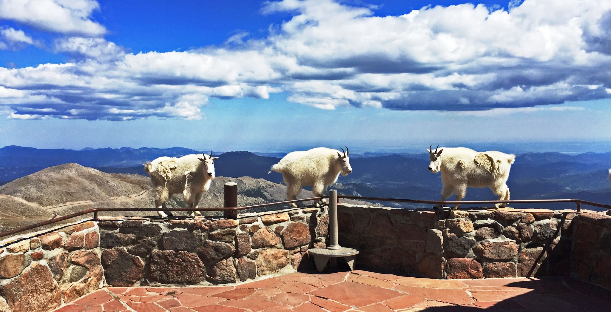 Mt. Evans, Colorado Cycling Mt. Evans, Colorado - view from lookout point at top of climb, three big horn sheep standing on low rock retaining wall overlooking mountainside, blue sky and white clouds in distance
