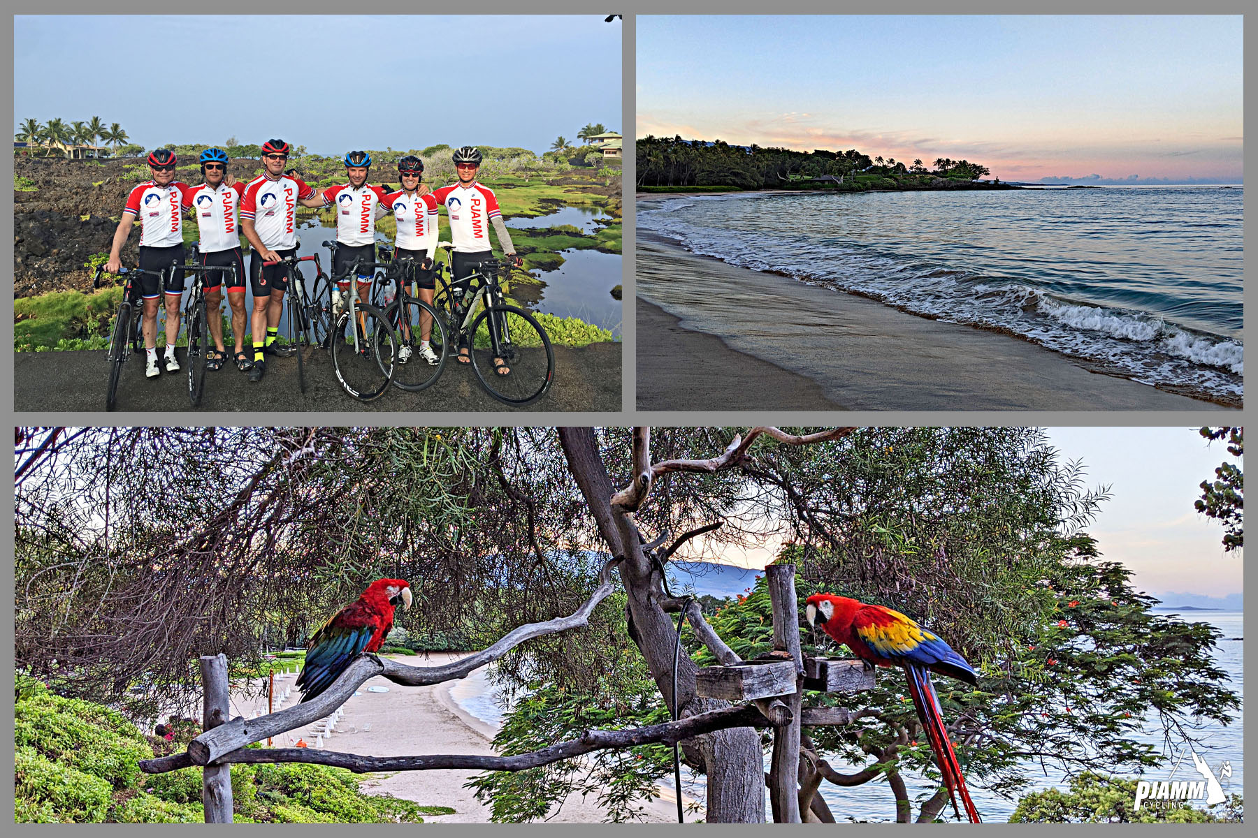 Cycling Mauna Kea from the West  - group of PJAMM Cyclists standing with bikes at climb start, parrots in tree, beach at the Hilton Waikoloa Village