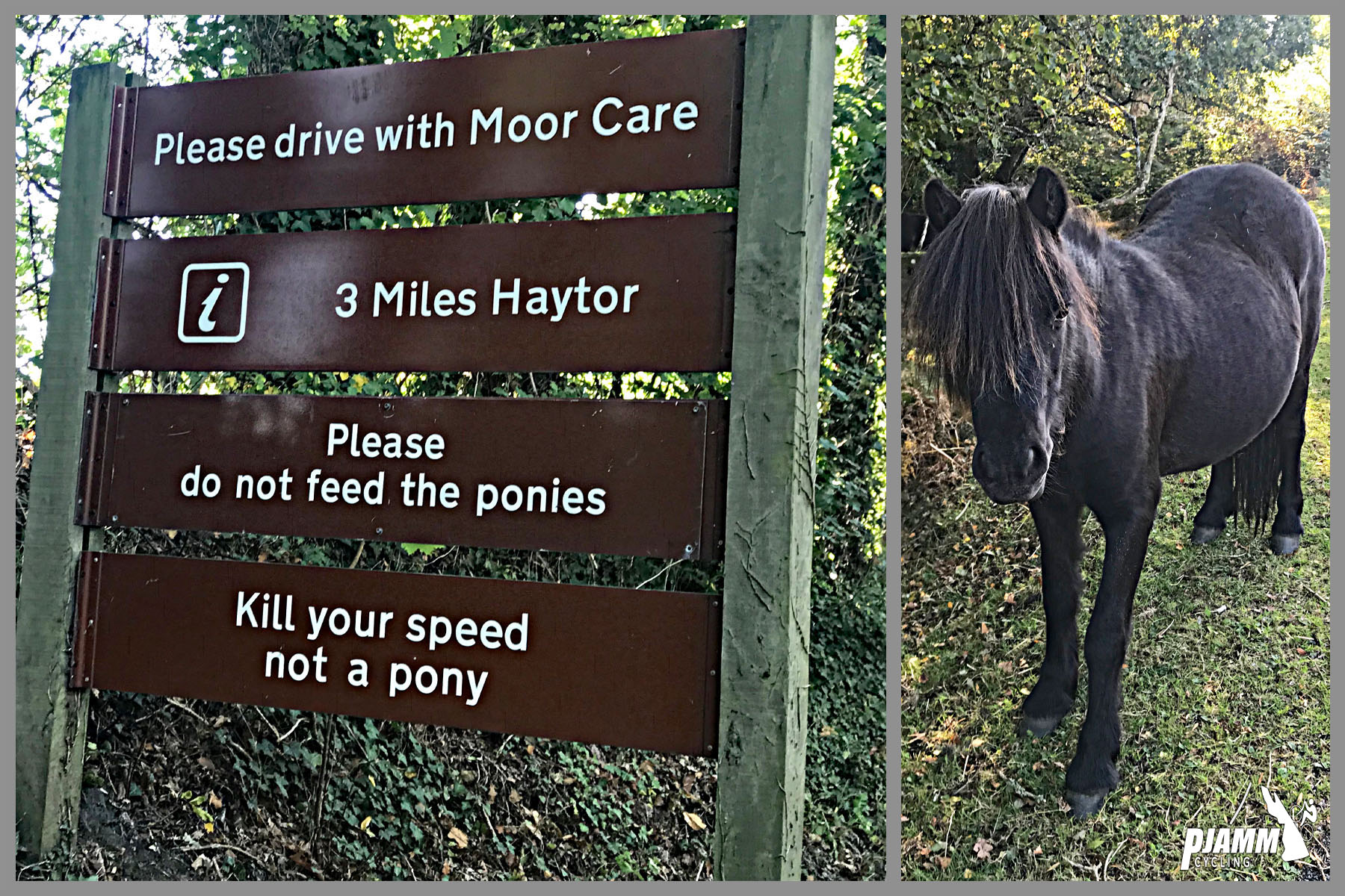 Cycling Haytor Vale - Road sign for Haytor, which reads in part "Please do not feed the ponies.  Kill your speed, not a pony," close up view of black pony with shaggy mane, PJAMM cycling logo in corner