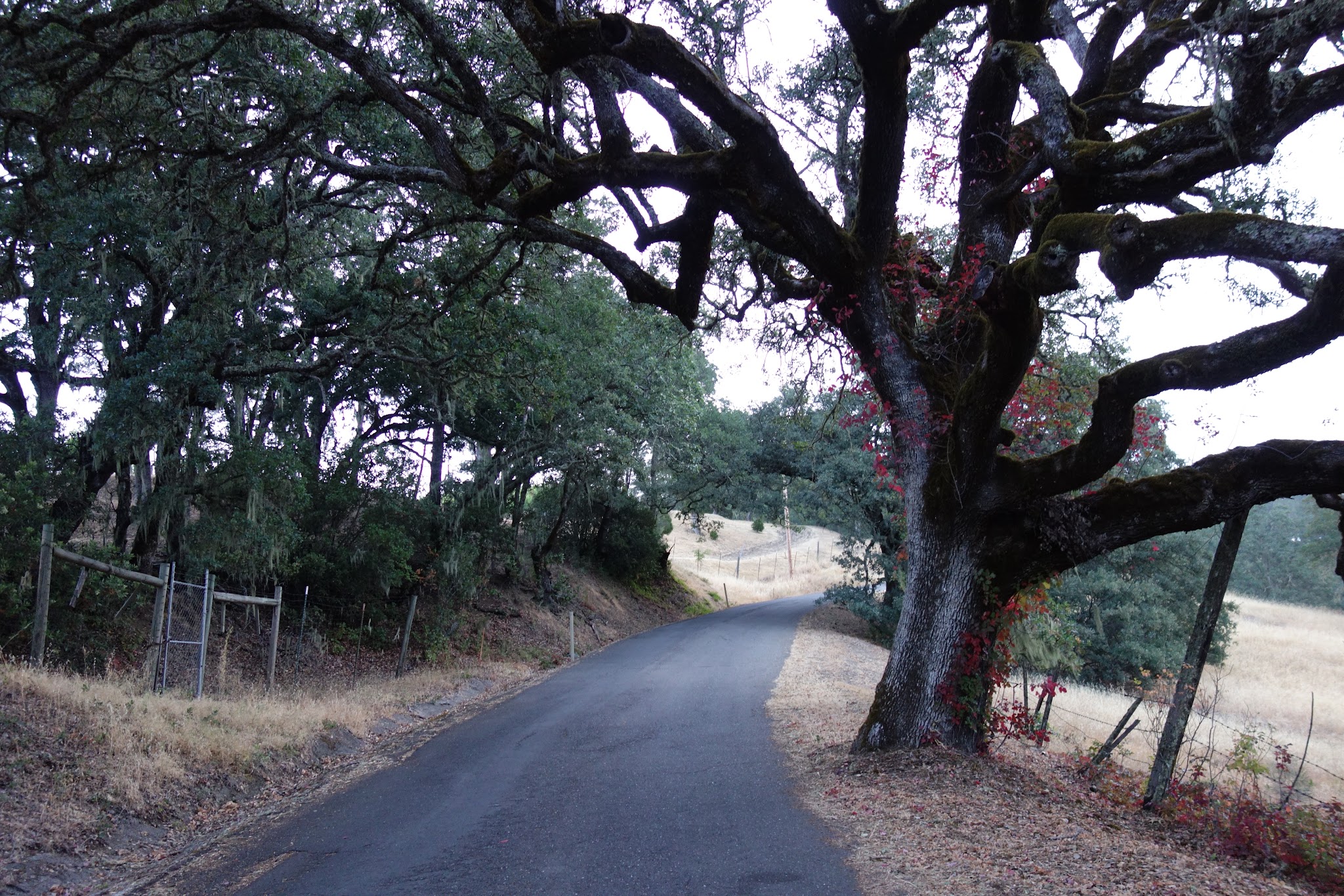 Bike climb Mt. St. Helena - start at Old Lawley Toll Road - street, vineyards, sign
