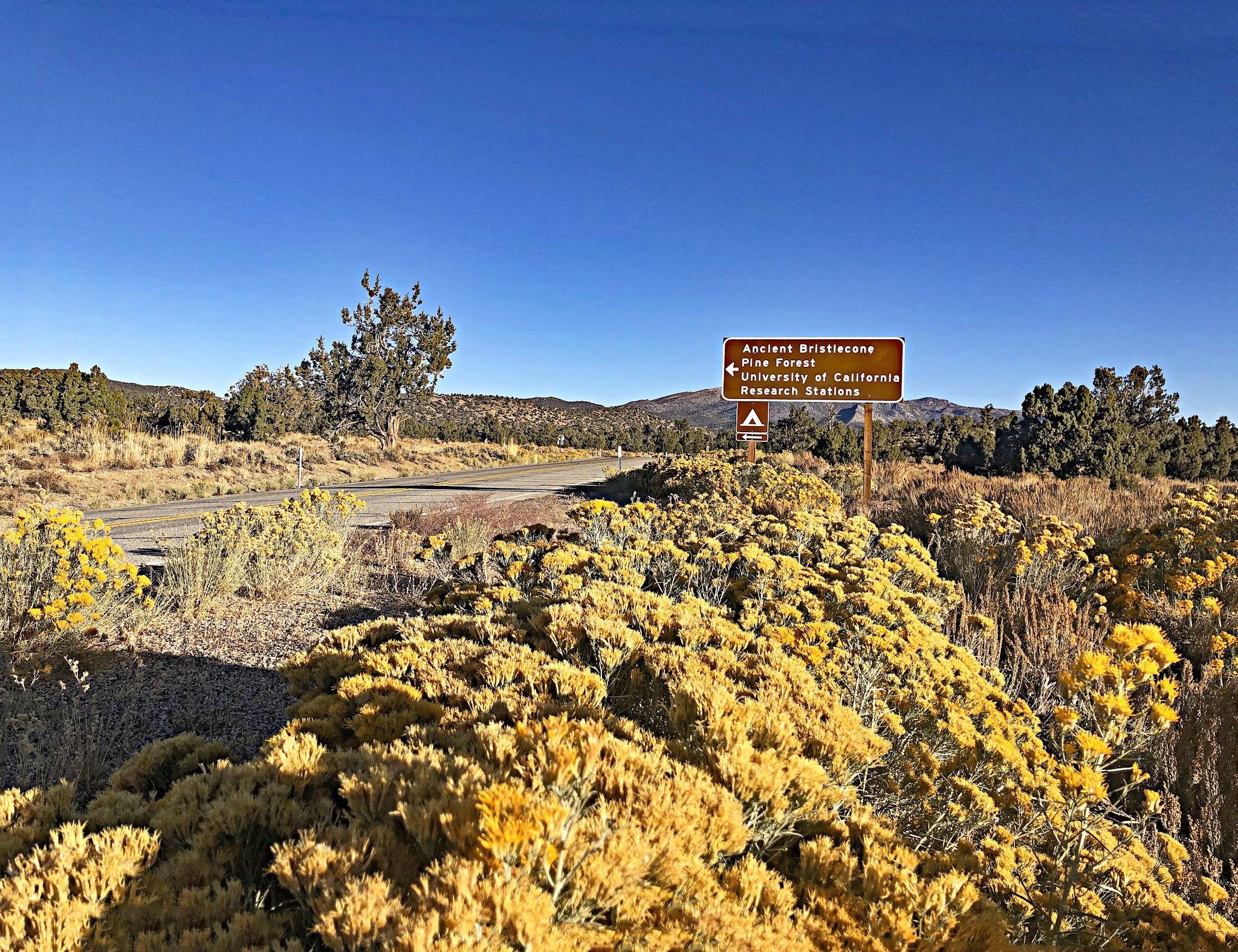 yellow high desert shrubbery on roadside