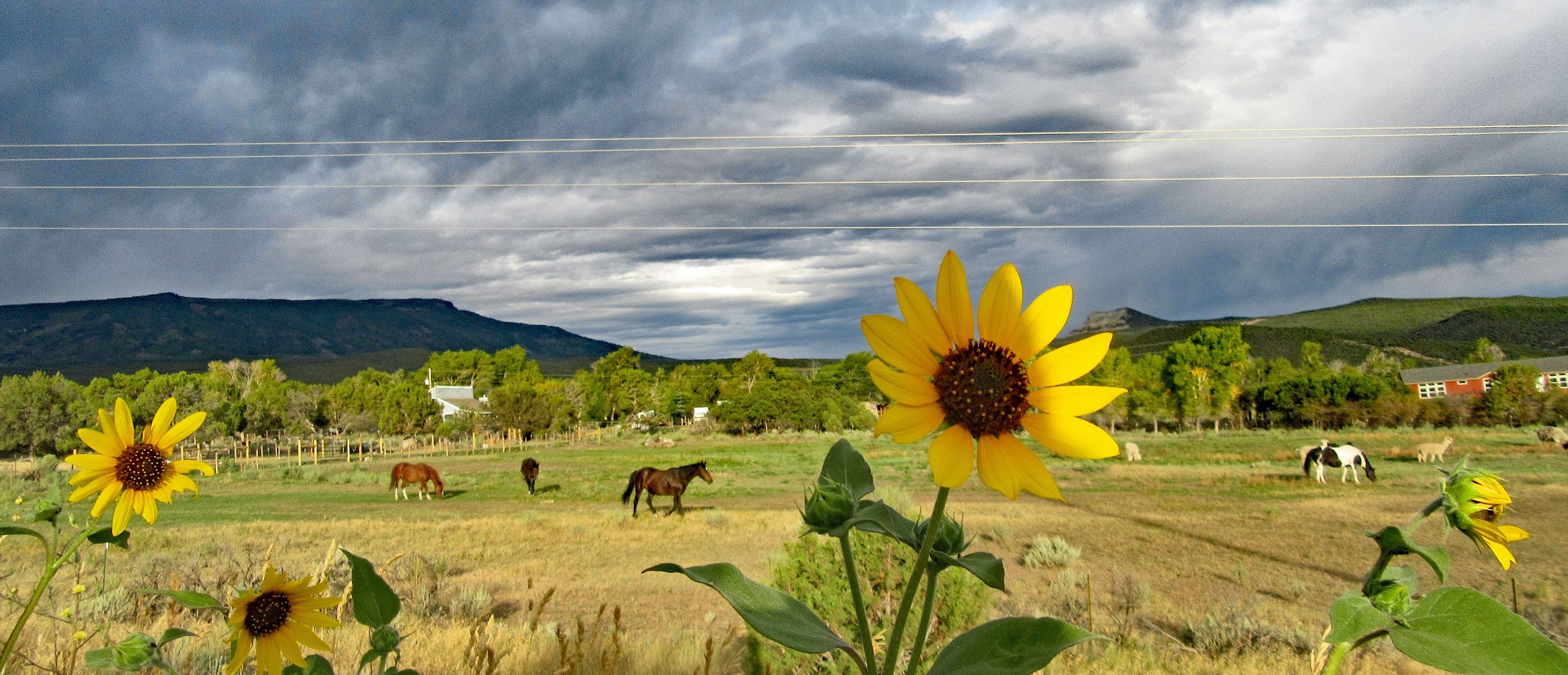 Cycling Grand Mesa North - daisy flower, horses, gray skies 