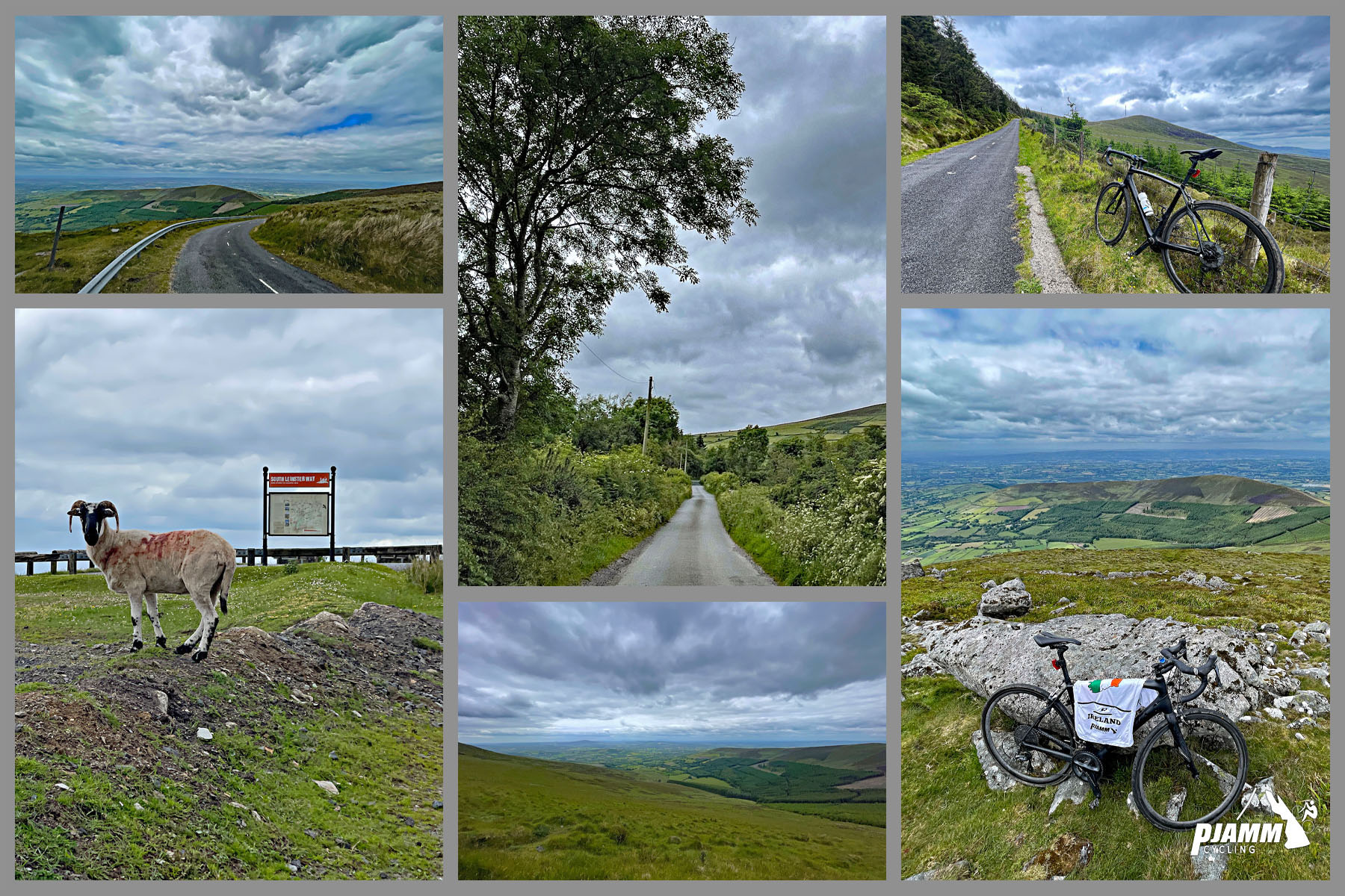 photo collage shows views along the middle of the climb: big horn sheep, blue cloudy sky, narrow one-lane roadway