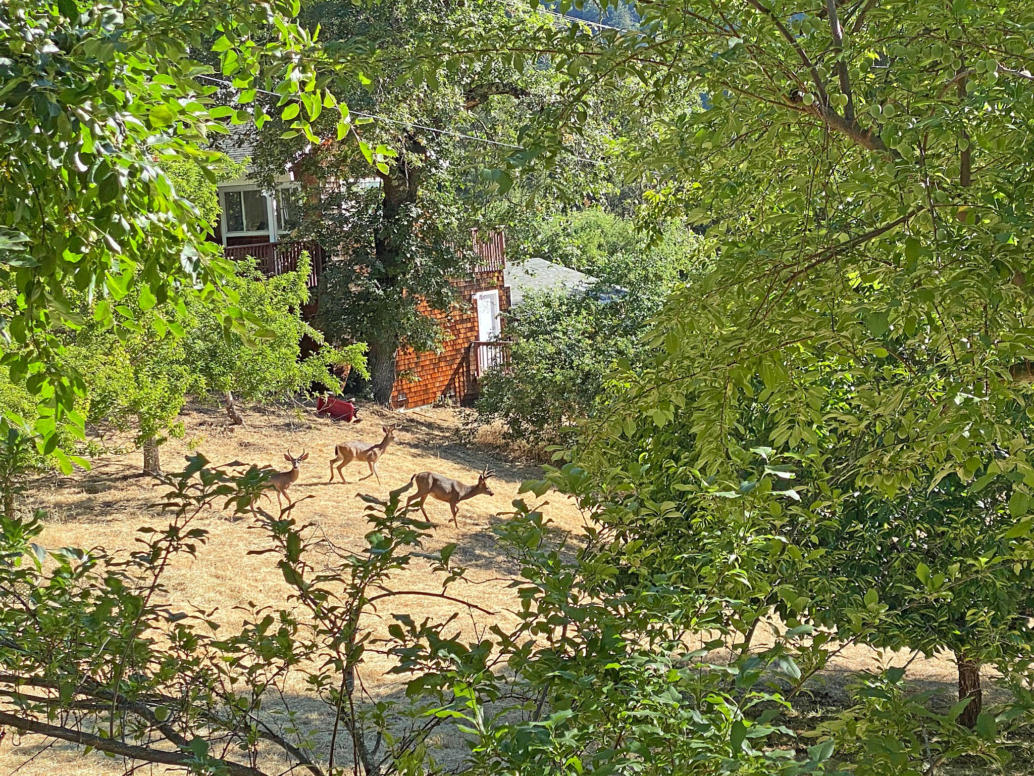 three deer in orchards
