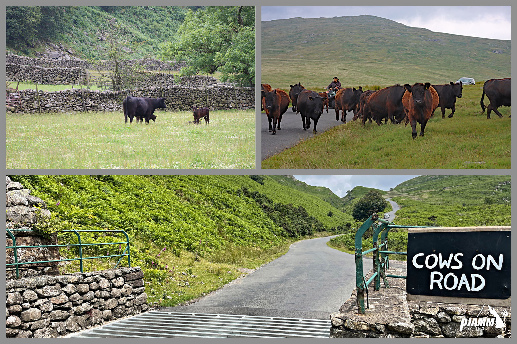 photo collage shows cattle guard; sign reads "Cows on Road," cows graze in pasture