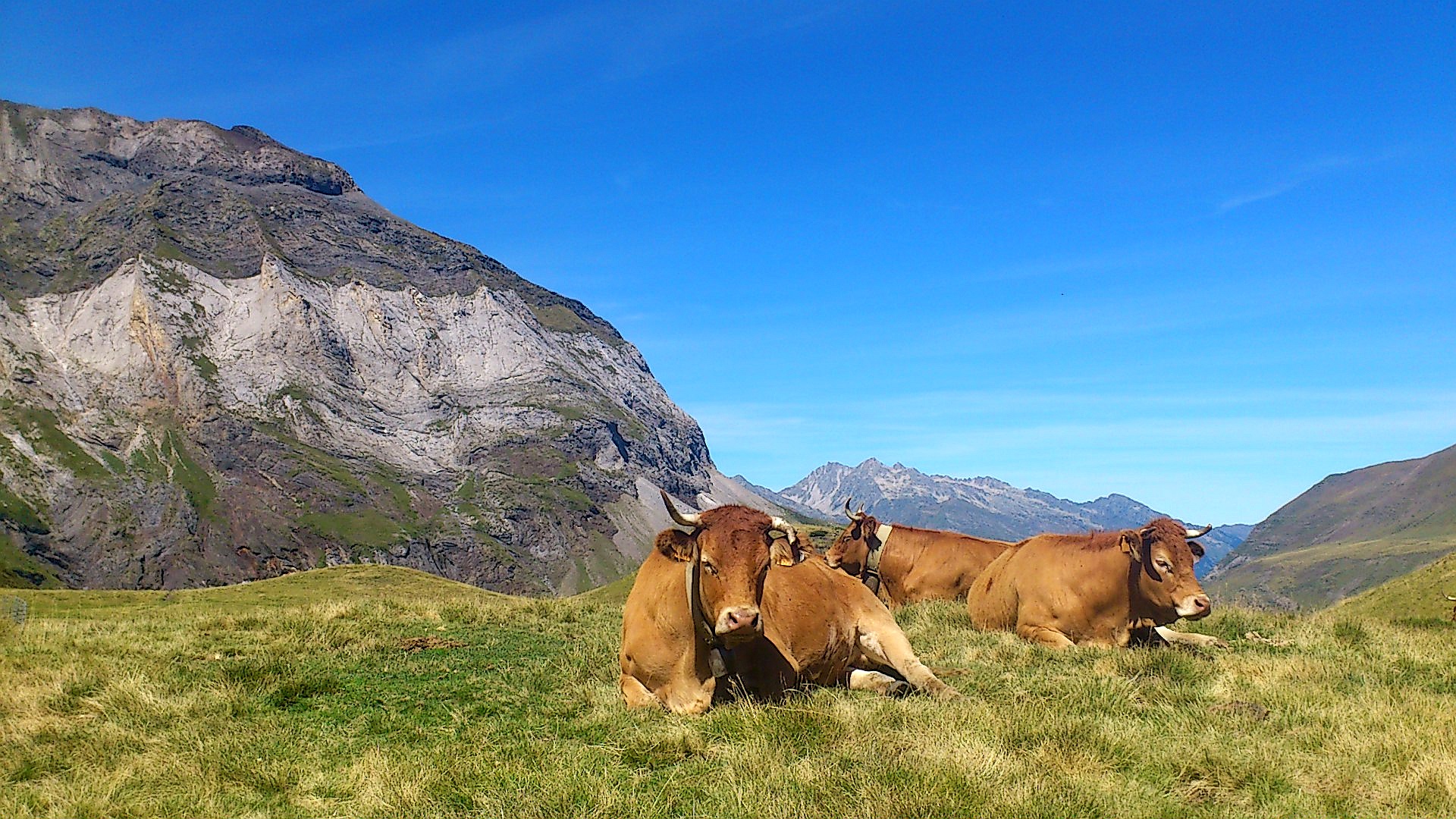 three horned cattle lay in green grass on hillside